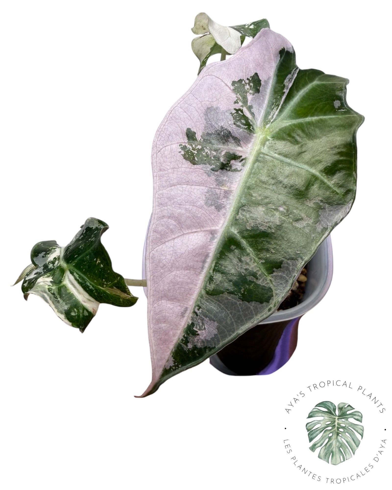 Alocasia Polly Pink Snowflake