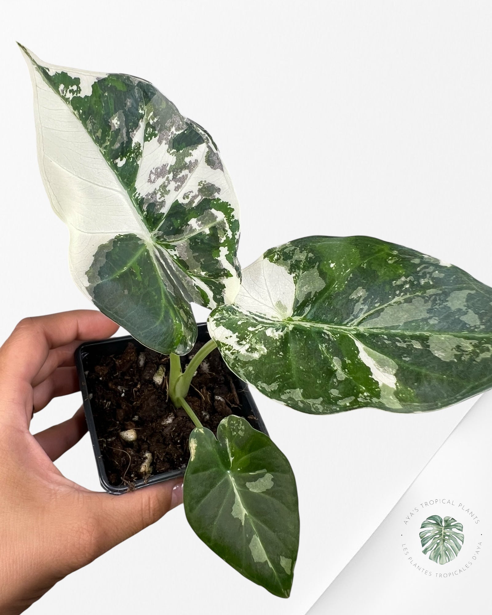 Alocasia 'Regale Shield' (albo) panaché