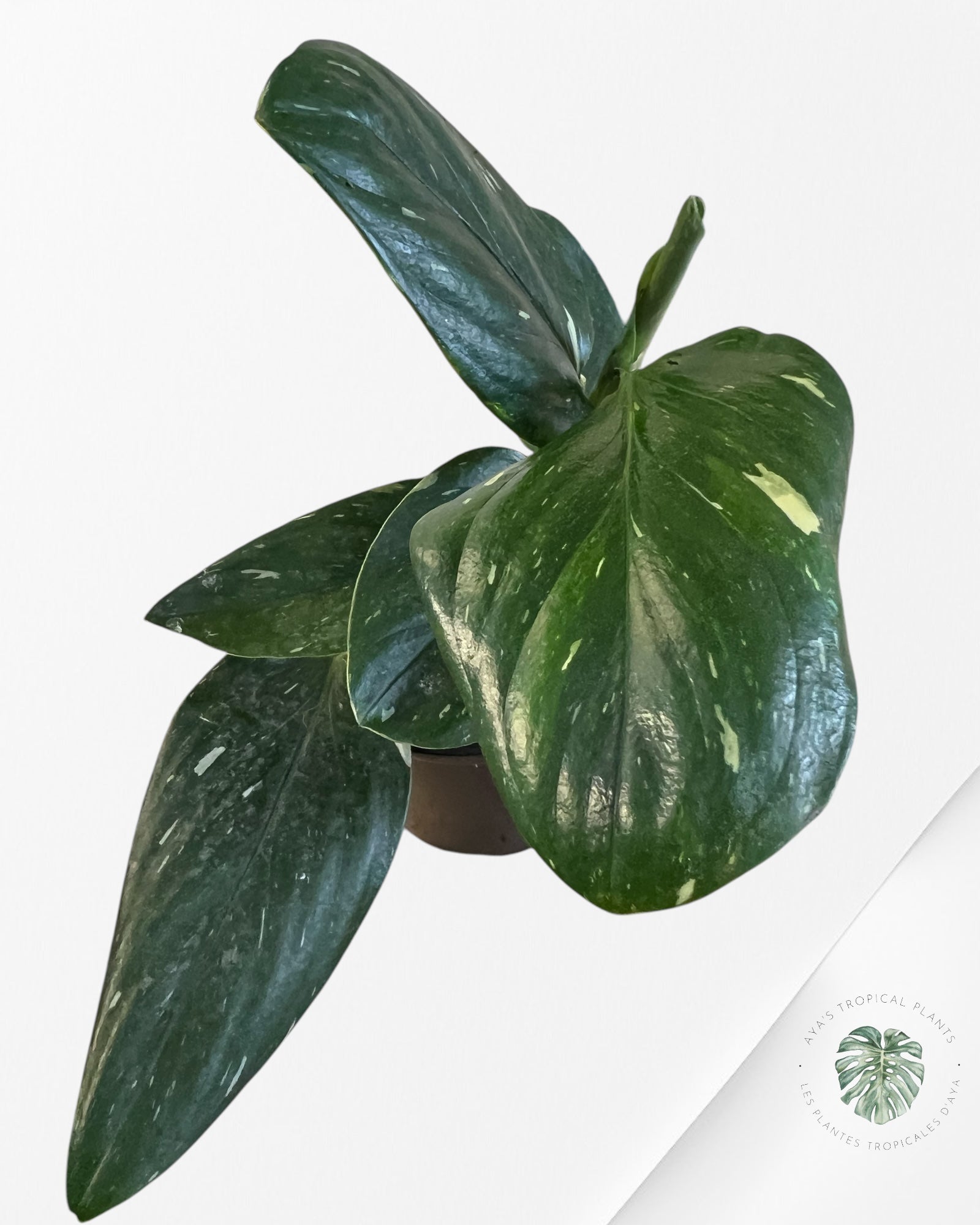 Monstera Standleyana Albo Panaché - PM04