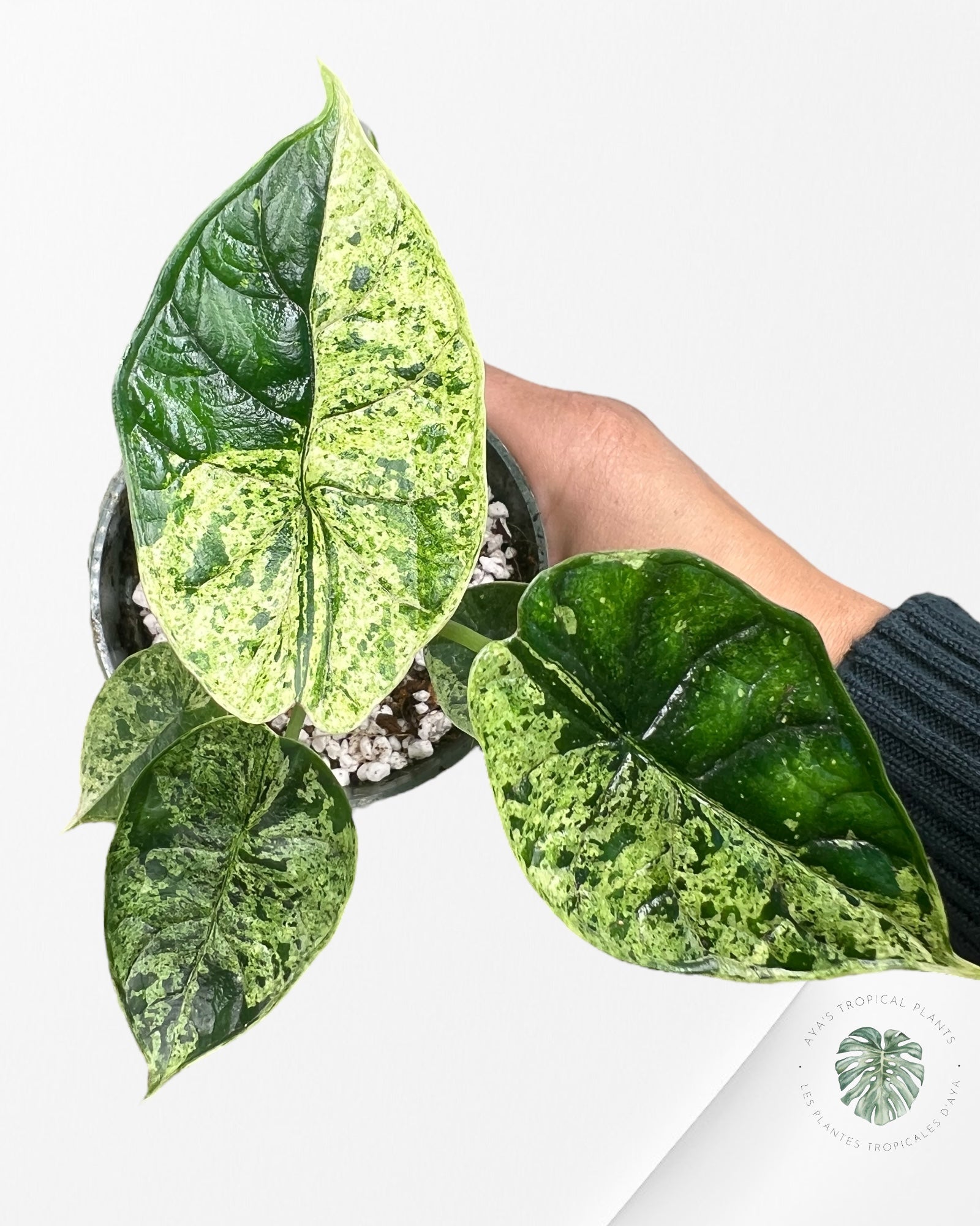 Menthe écaille de dragon Alocasia - 90
