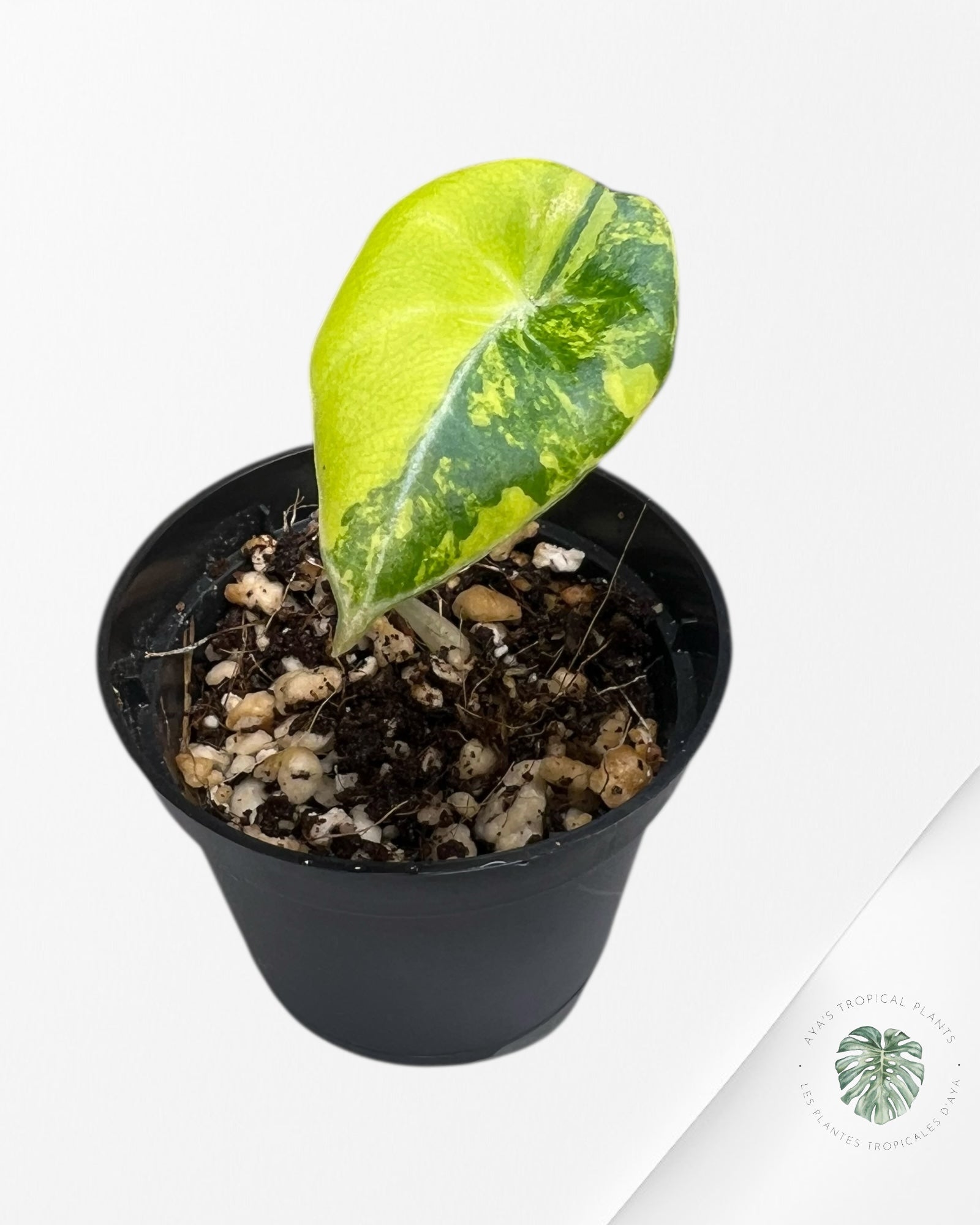 Alocasia Black Velvet Gold Variegata ( Aurea)-BG2