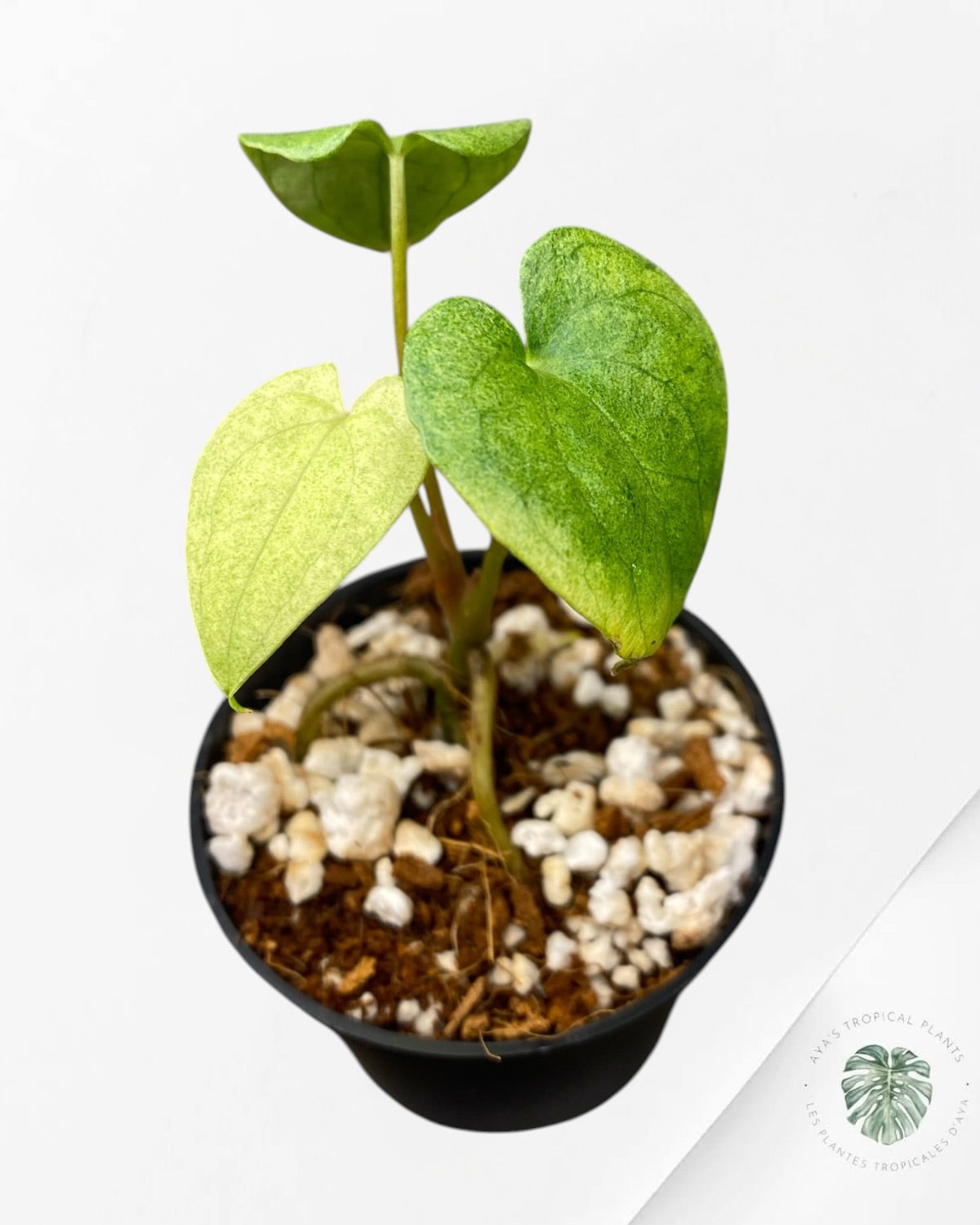 Anthurium Dark Phoenix Variegated