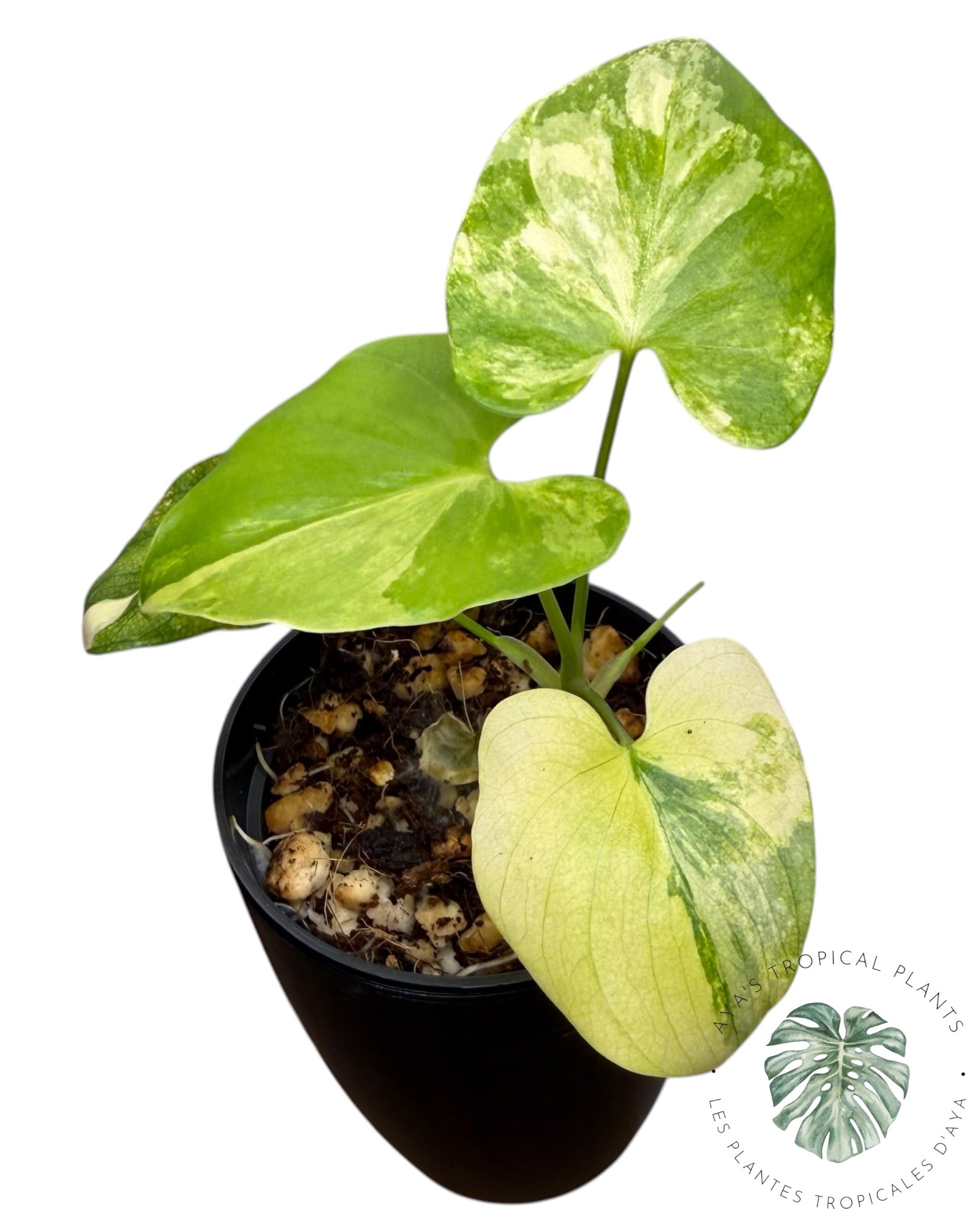 Philodendron Bipinnatifidum Variegated