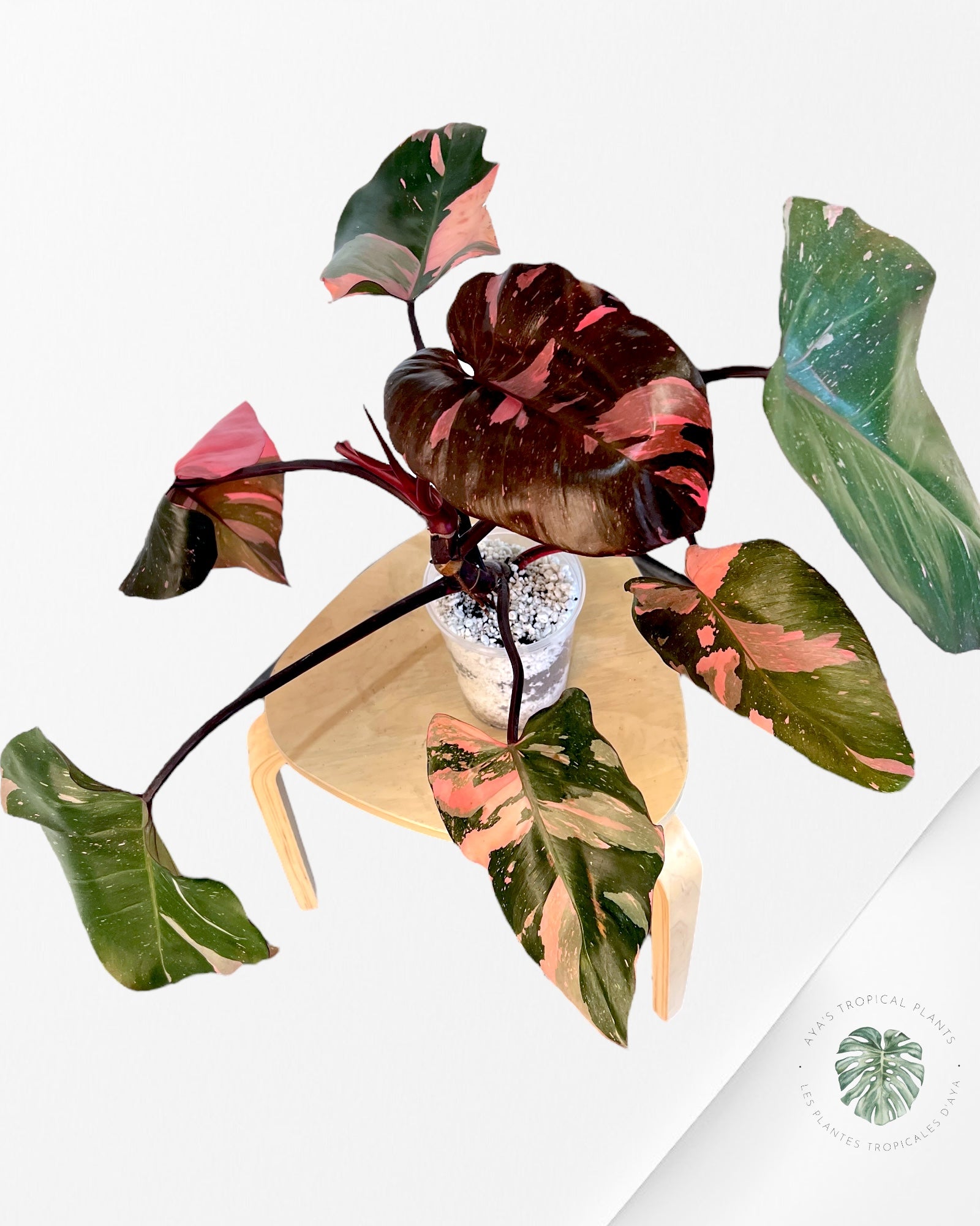 Philodendron Pink princess marble KING - LA