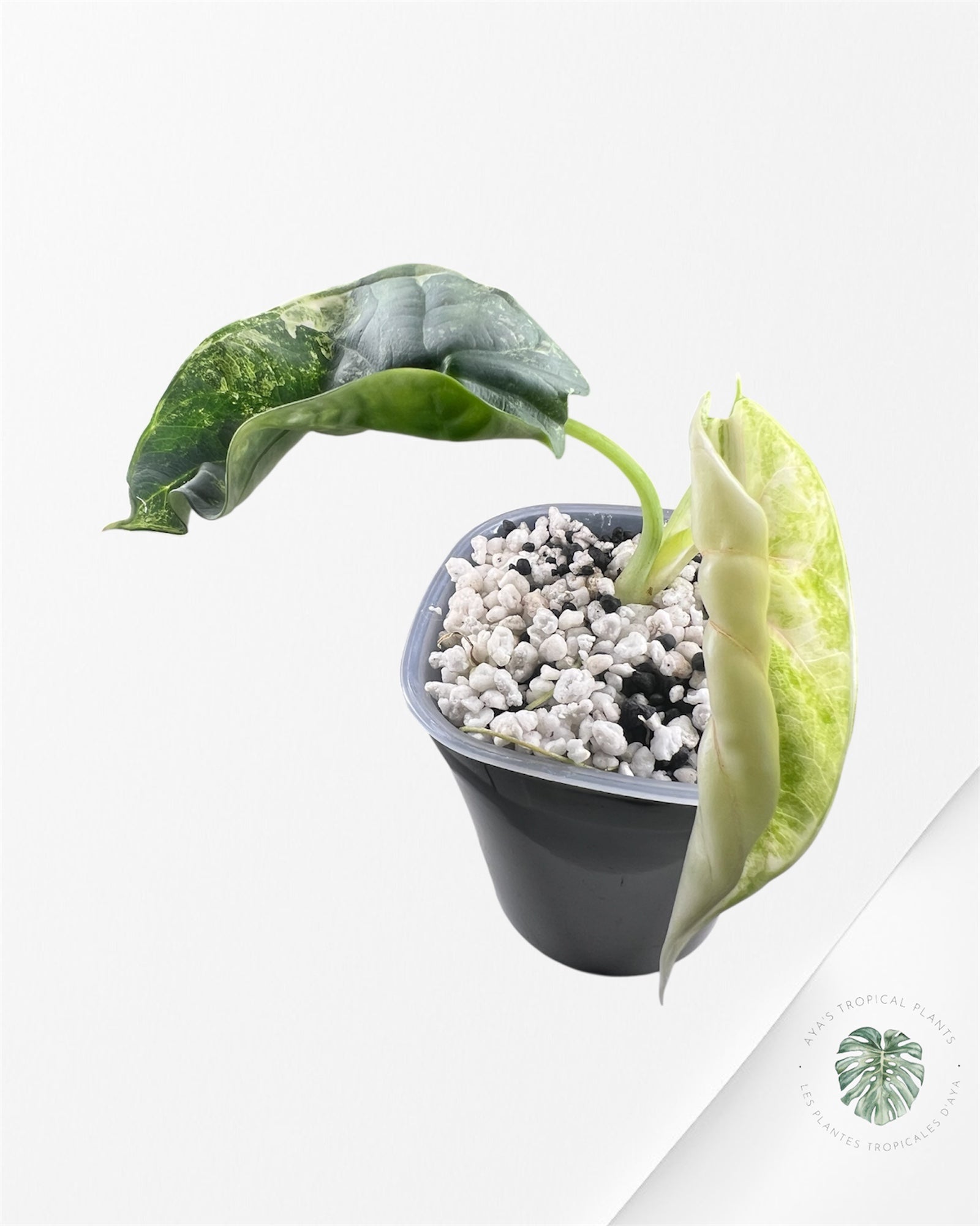 Alocasia Silver Dragon Albo Variegatedc