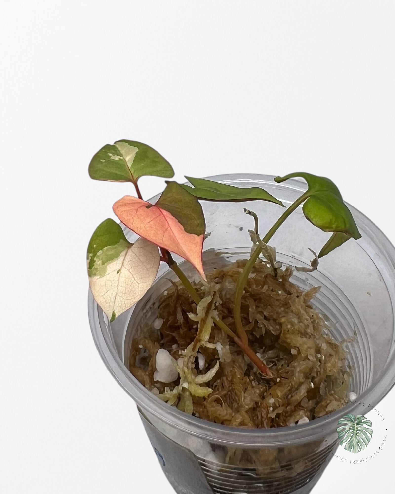Fallopia multiflora Variegated - 27