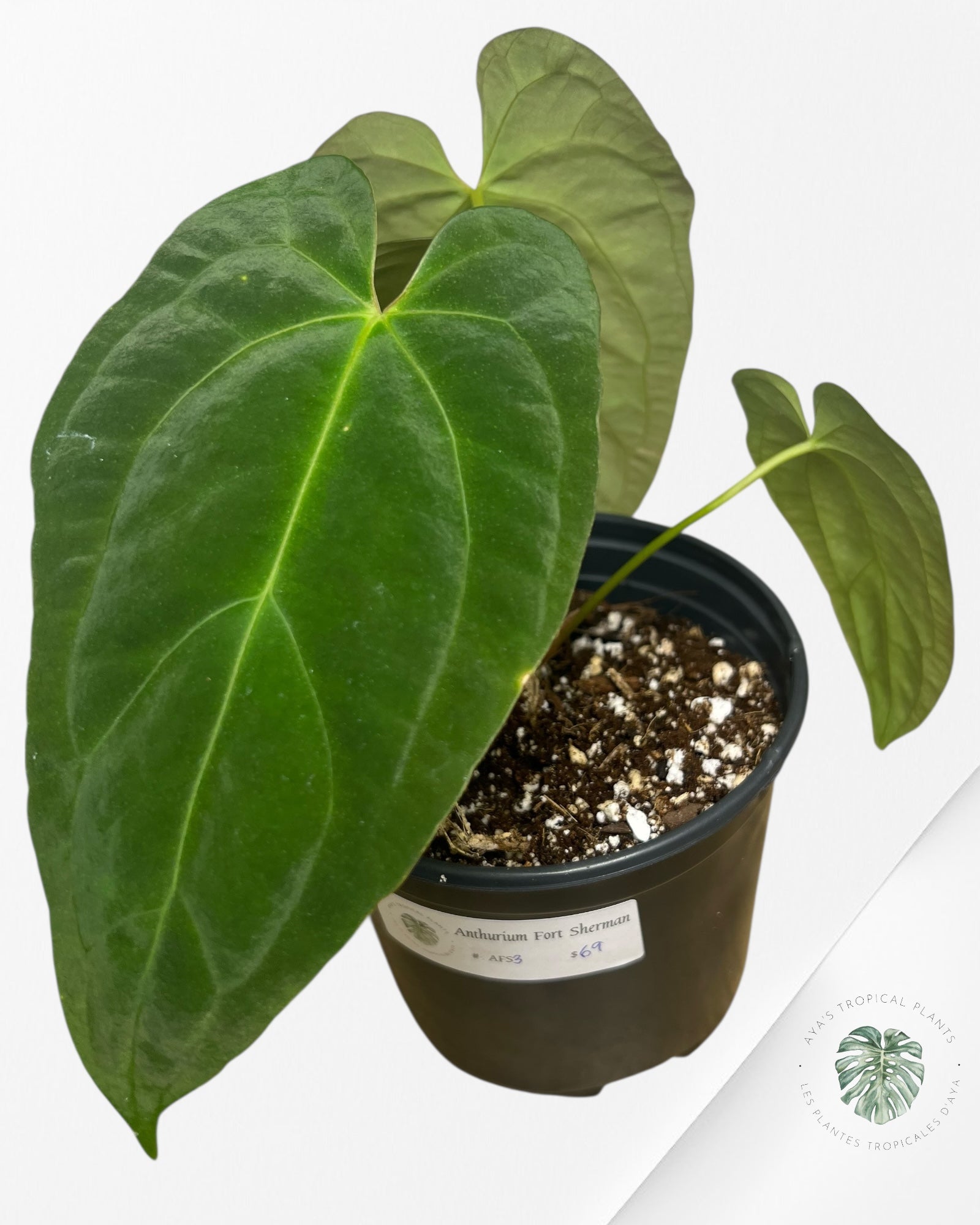 Anthurium 'Ace of Spades' x papillilaminum Fort Sherman' - AF3