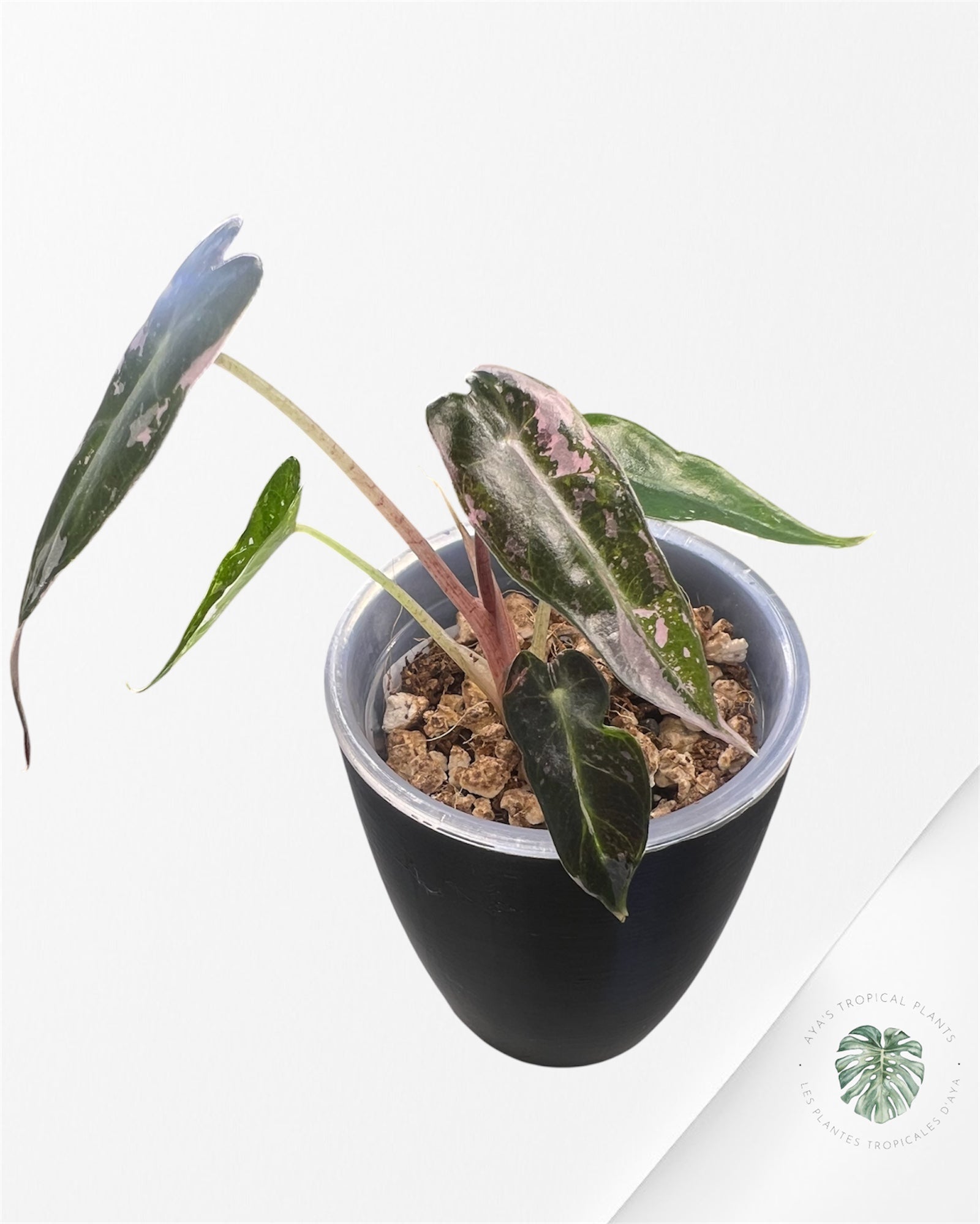 Alocasia Bambino Pink Variegated