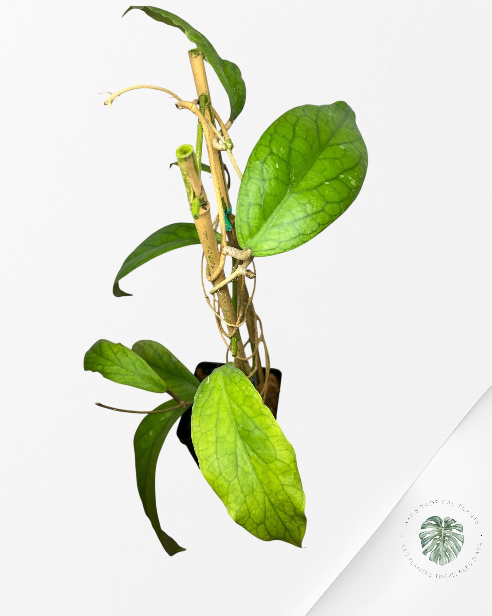 Hoya vitellinoides - F2