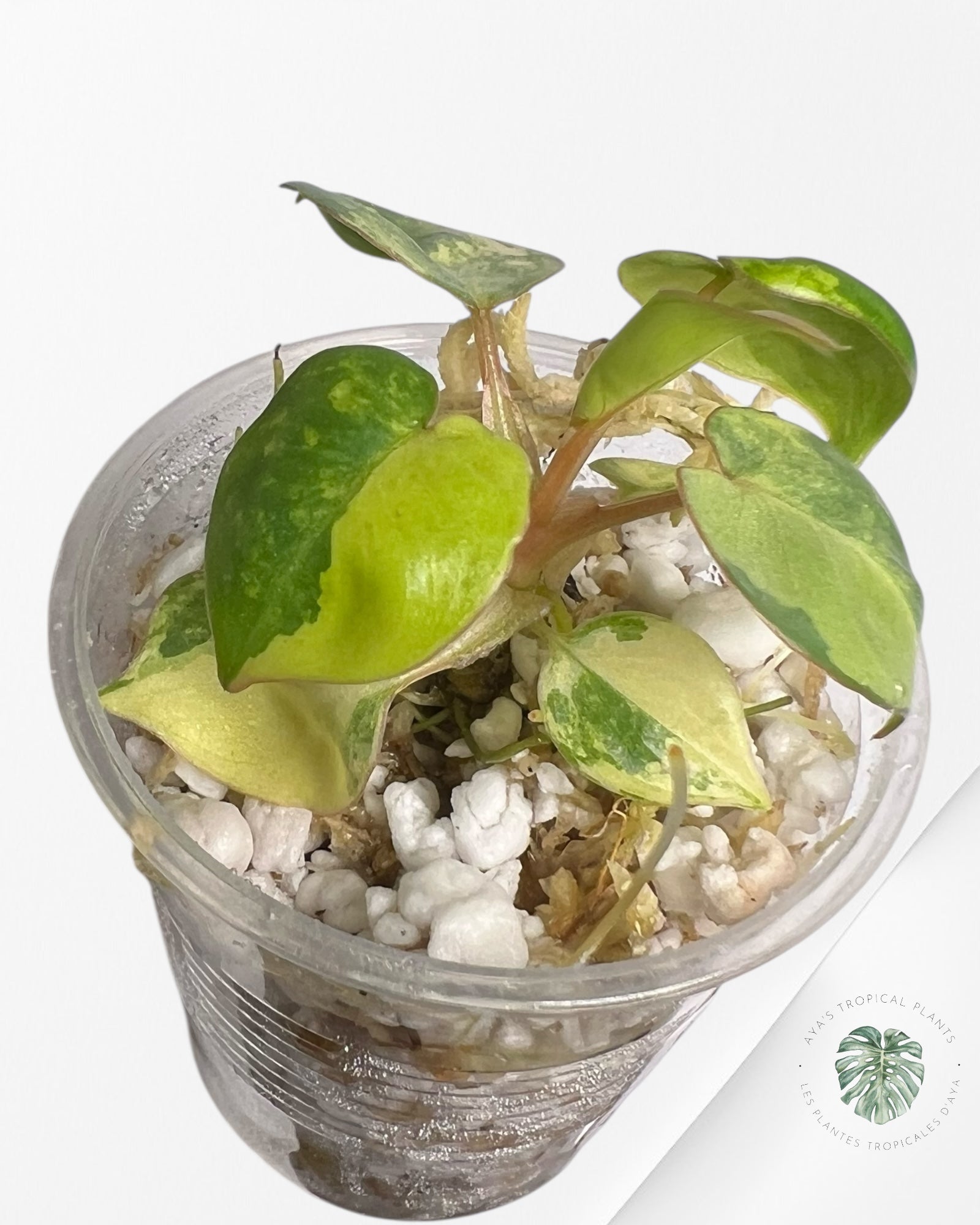 Philodendron Billietiae Variegated - TC5