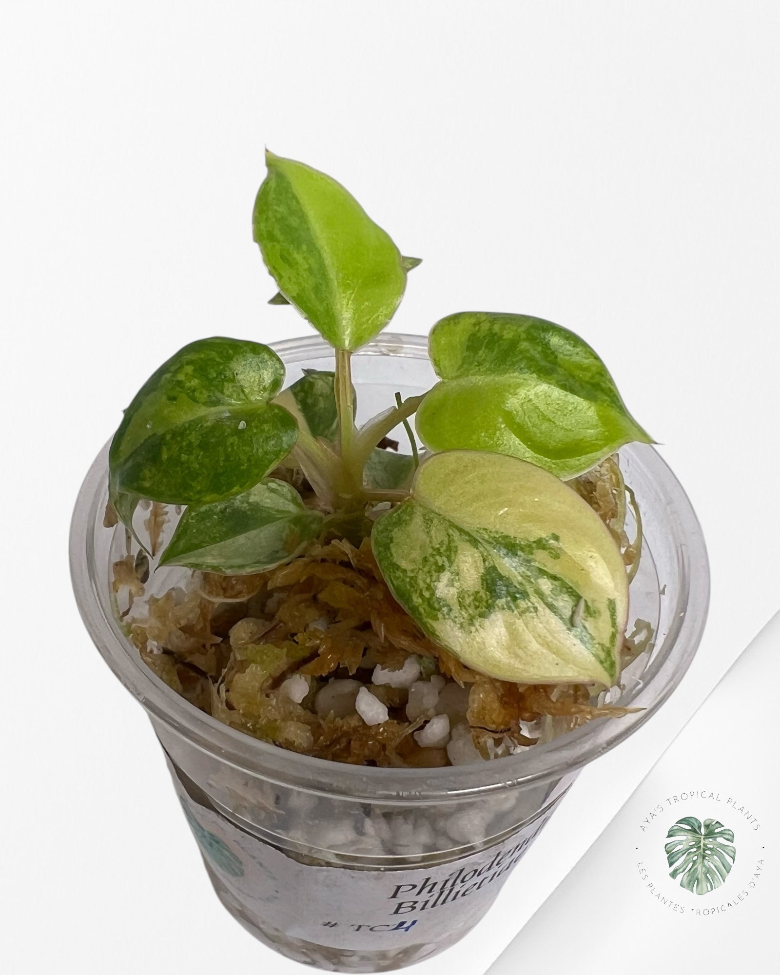 Philodendron Billietiae Variegated - TC4
