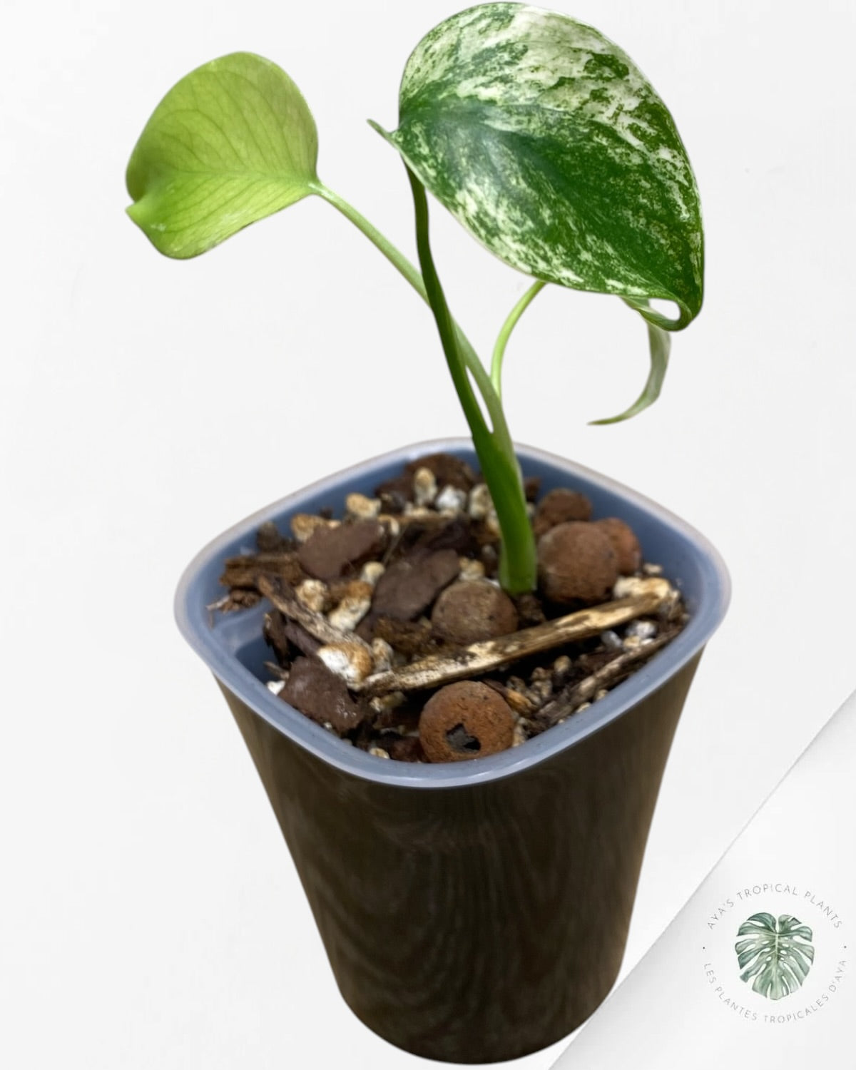 Monstera ‘White Mint’