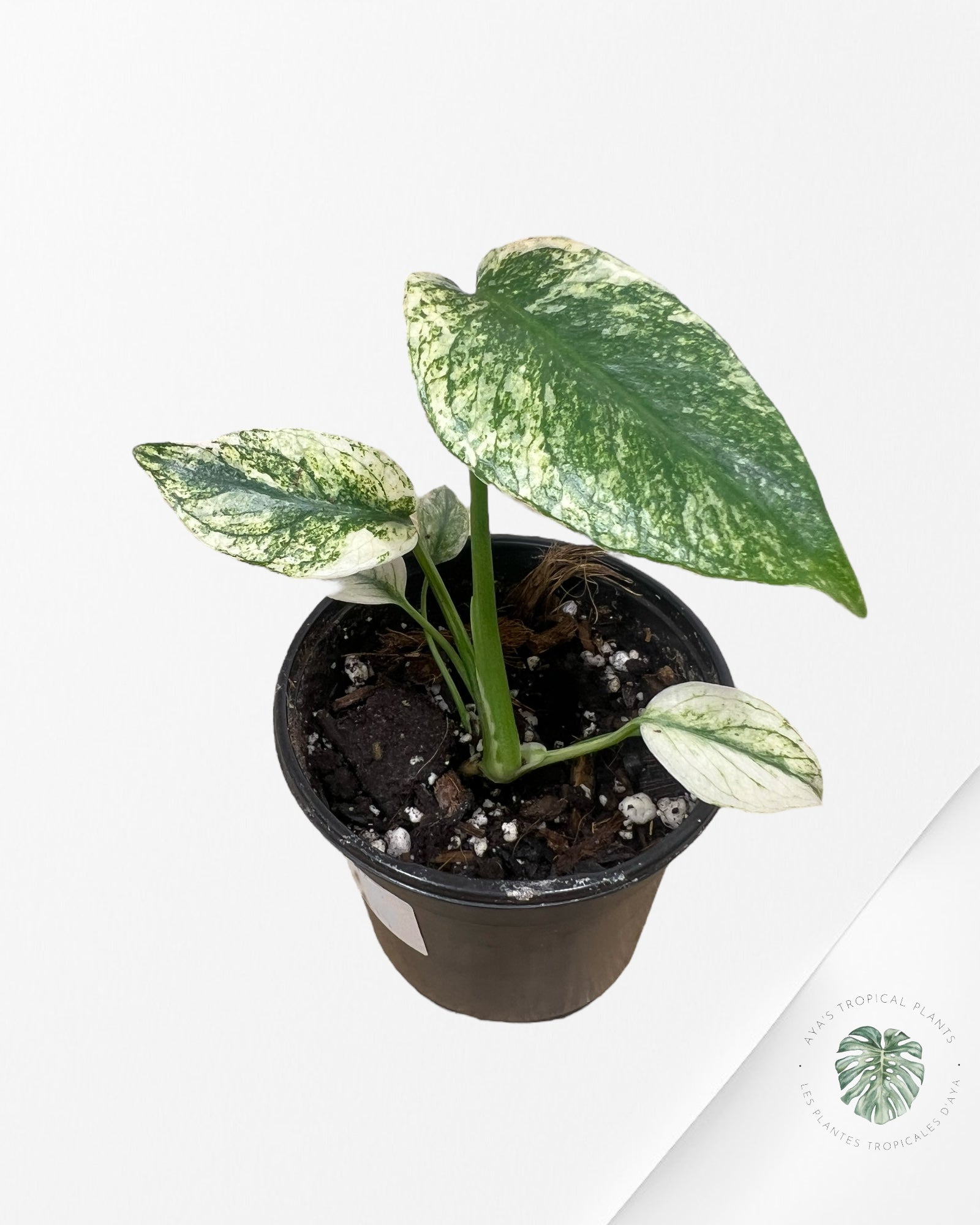 Monstera Deliciosa Mint - MA8