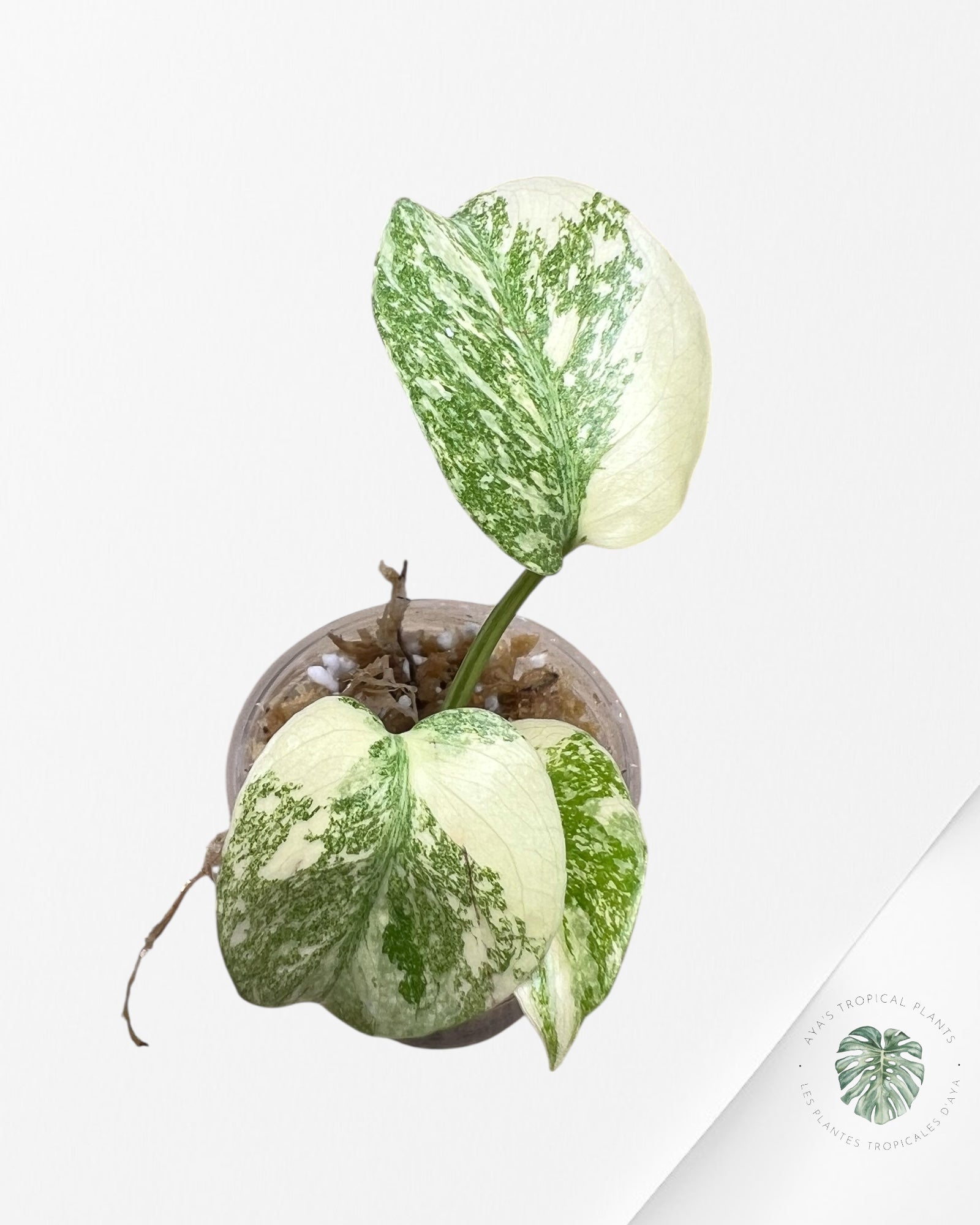 Monstera Thai Constellation Crème Brûlée (Grade A) - TC1