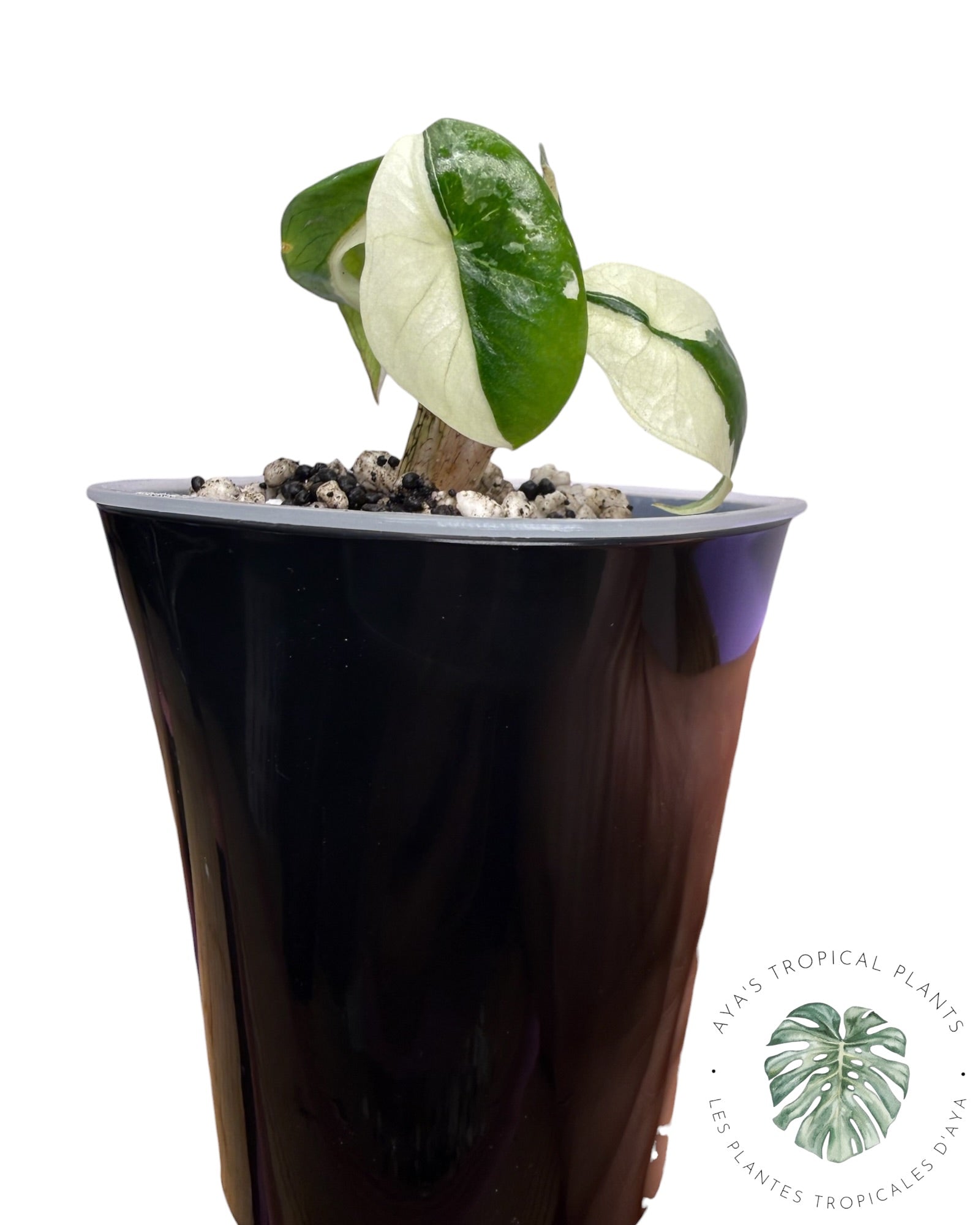 Alocasia Heterophylla Metallic Blue Albo