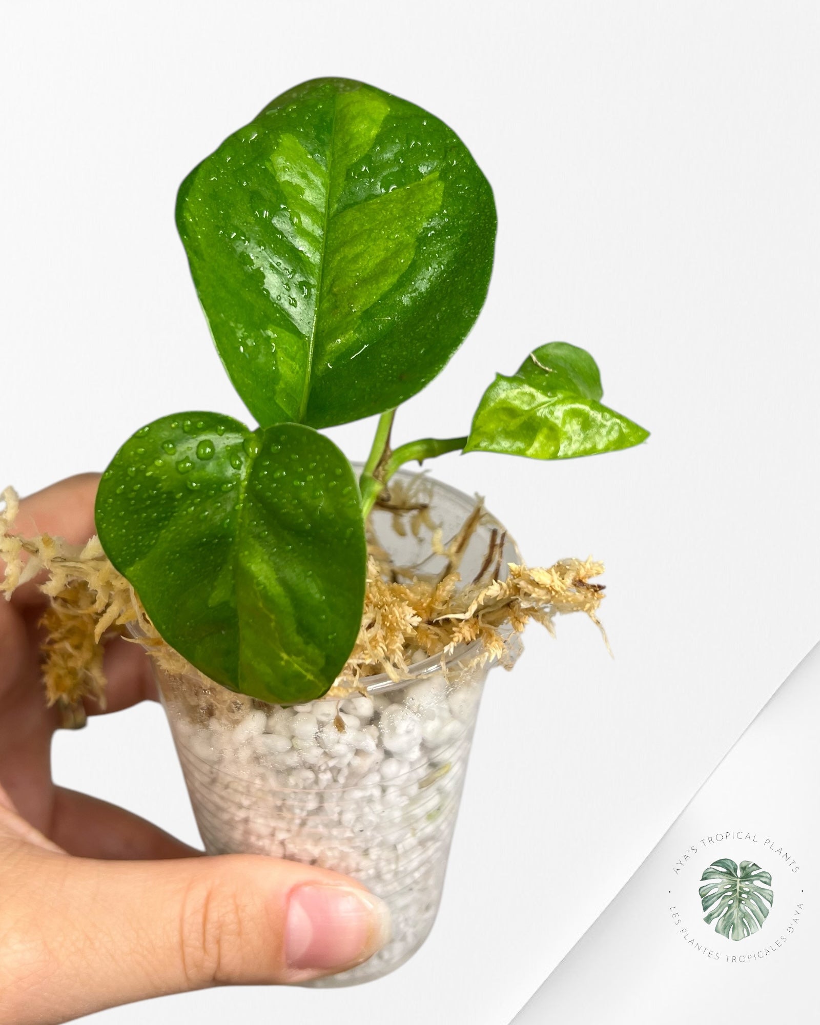 Pothos Global Green PGG01