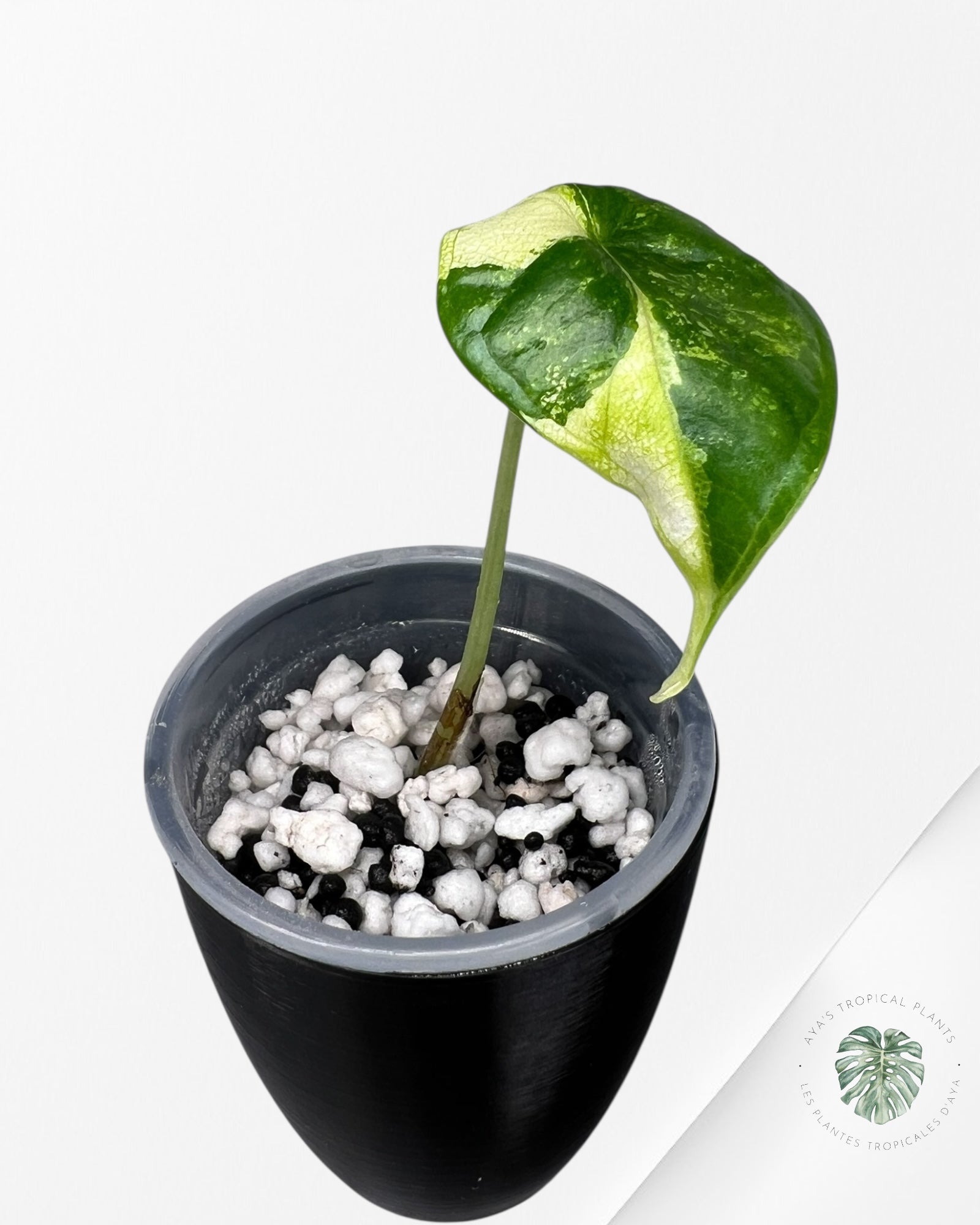 Alocasia Dragon Scale Aurea Variegated