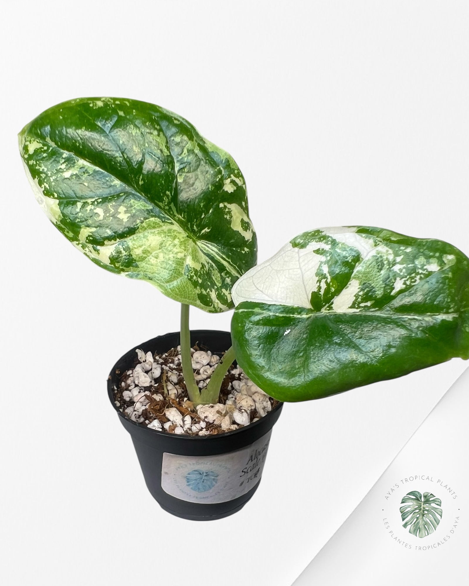 Alocasia Dragon Scale Variegated Albo ( Grade A) - TC4