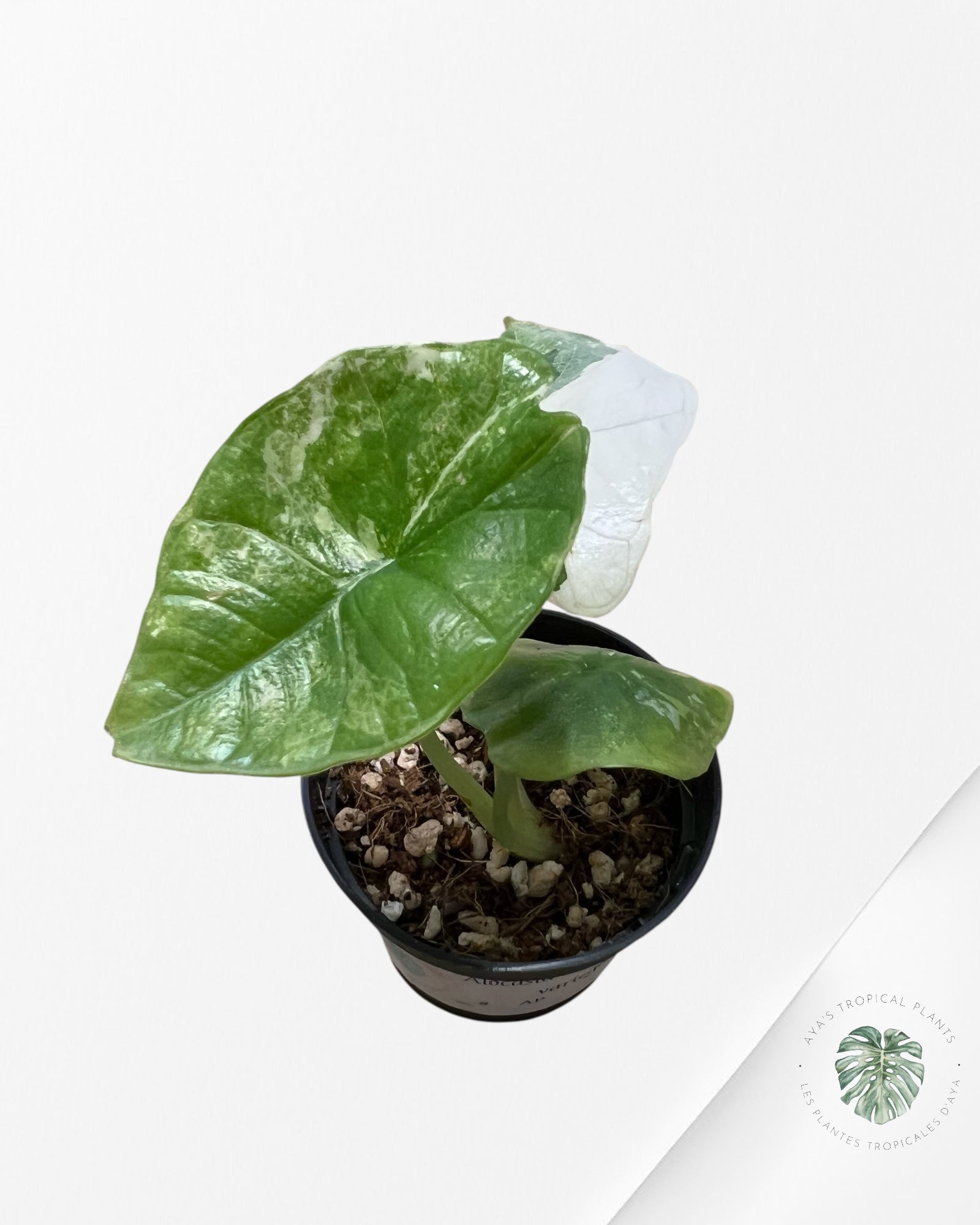 Alocasia Alocasia Bisma sp. 'Platinum' Albo Variegated- AP