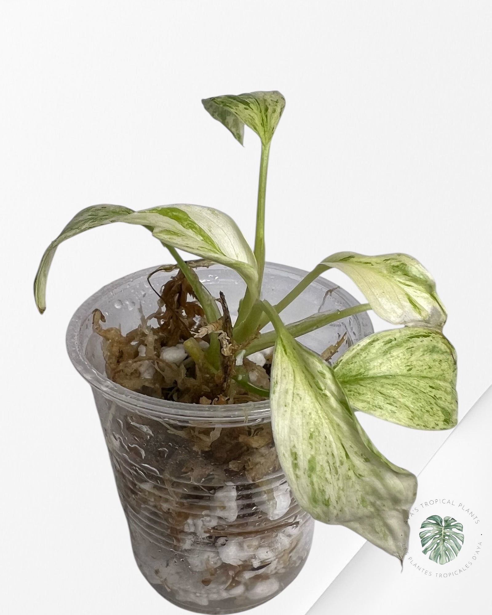 Homalomena rubescens "Mint" variegated - TC17