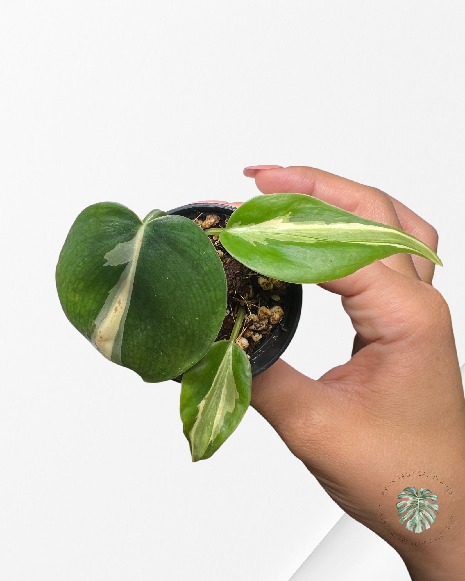 Philodendron Rio-2