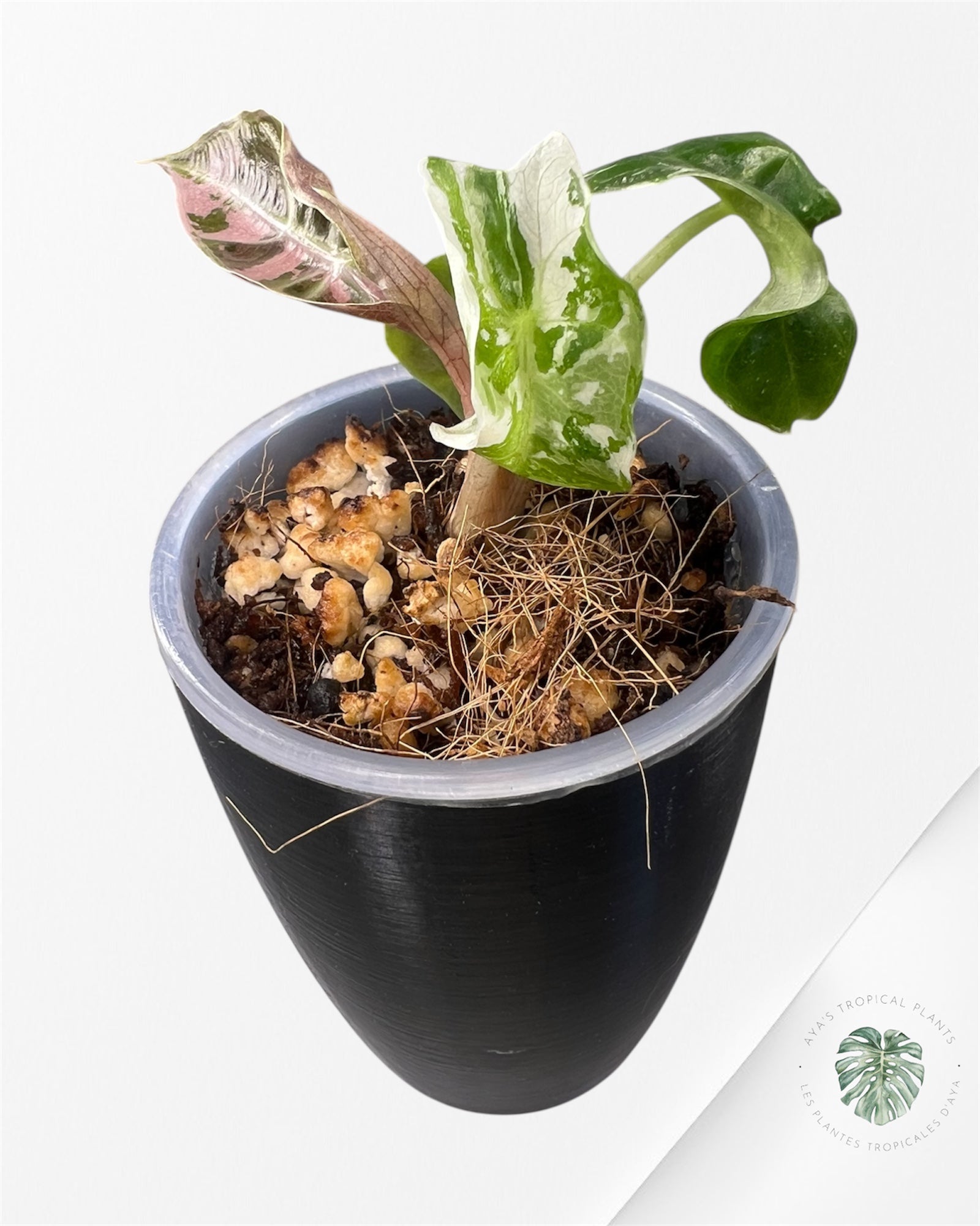 Alocasia Polly Pink Variegated