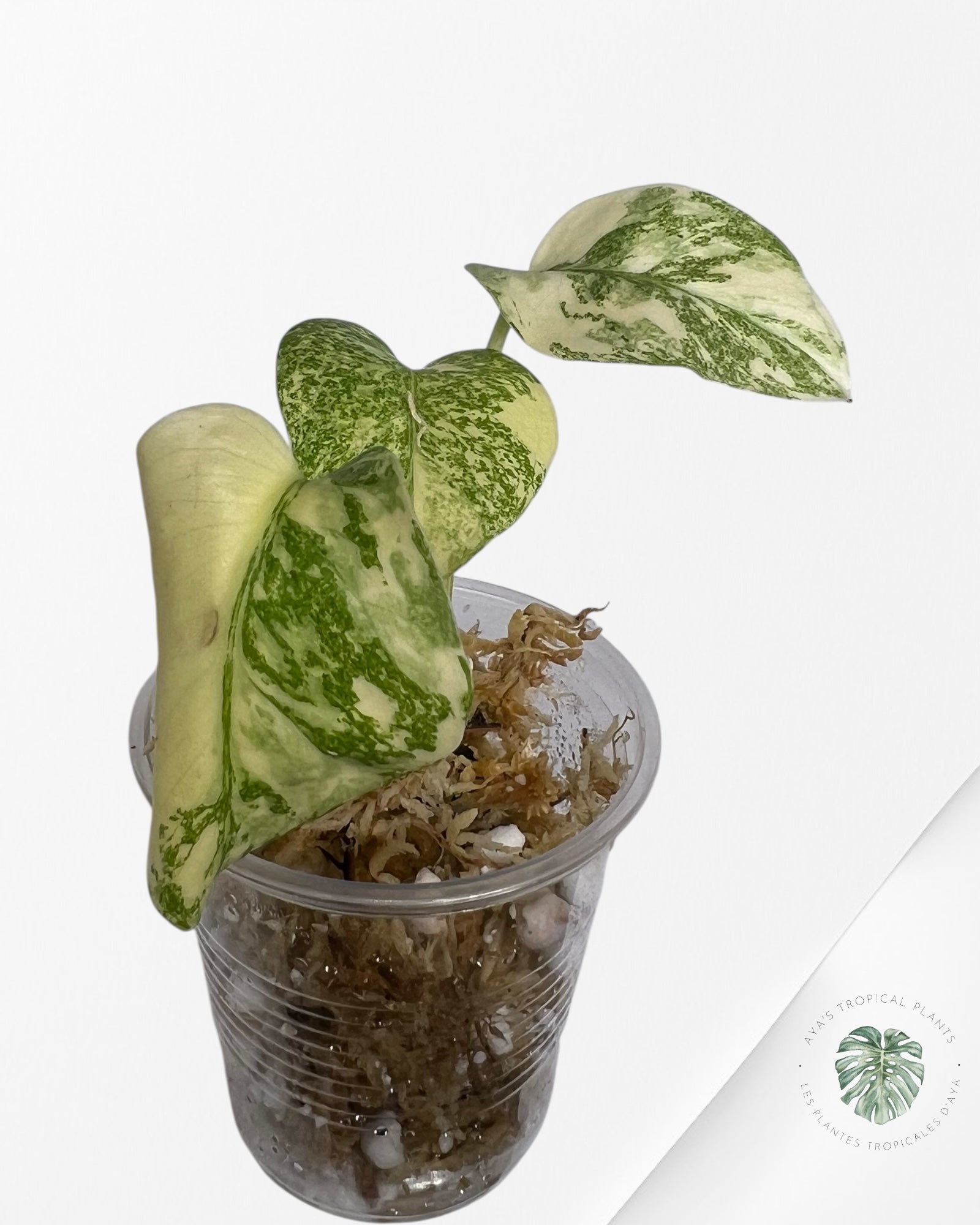 Monstera Thai Constellation Creme Brûlée (Grade A) - TC30