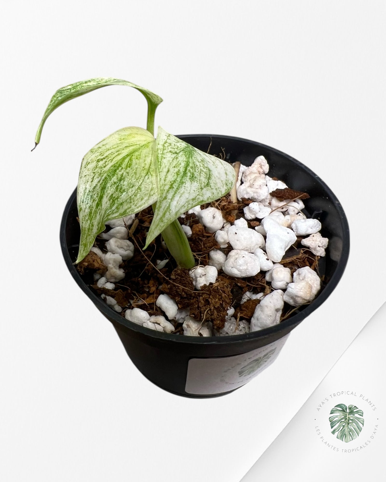 Monstera Full Mint - MFM4