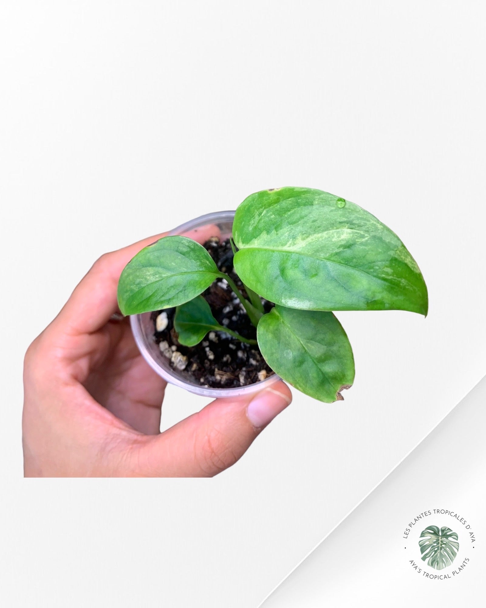 Monstera Laniata-NA0124