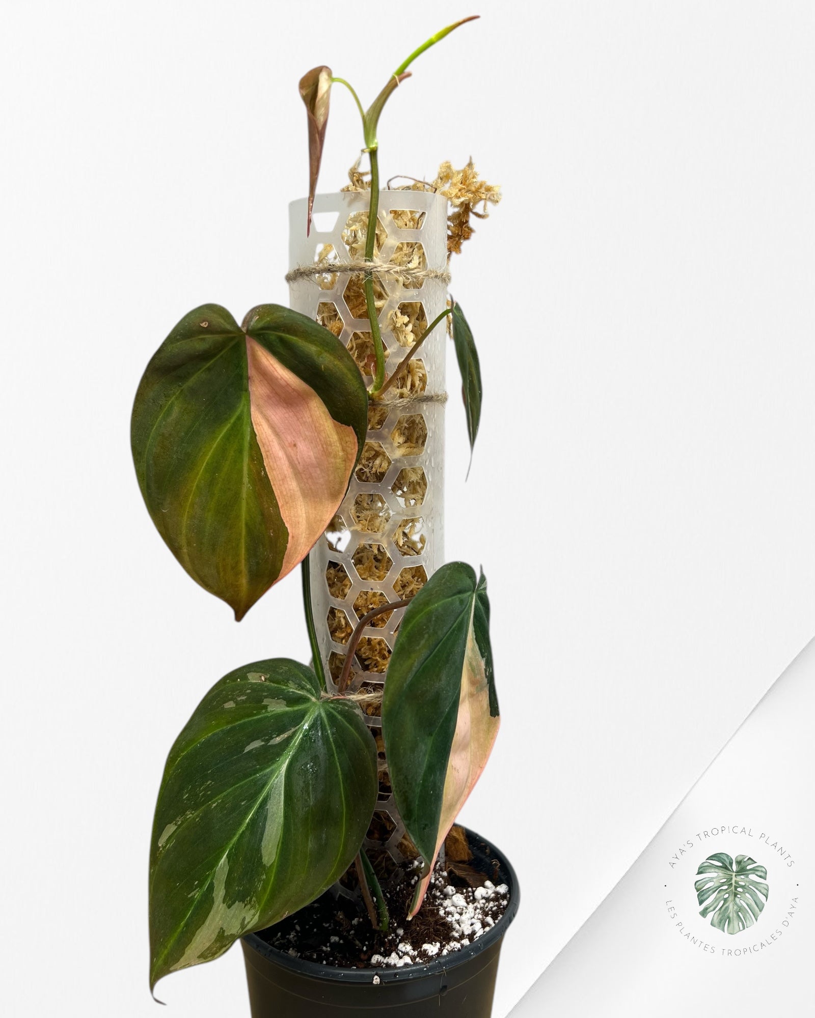 Philodendron Pink Micans PPM06