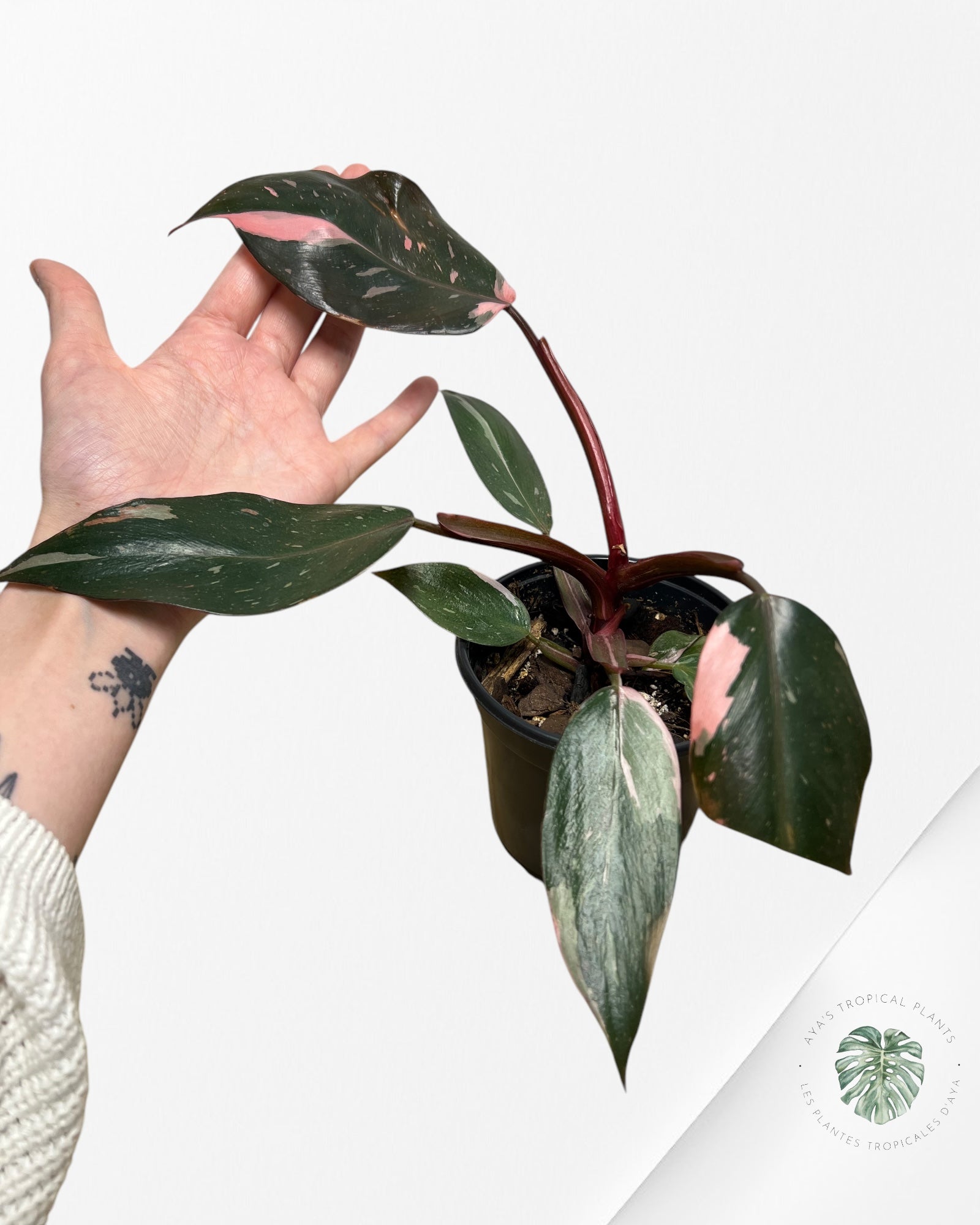 Philodendron Princesse Rose Marbre #11