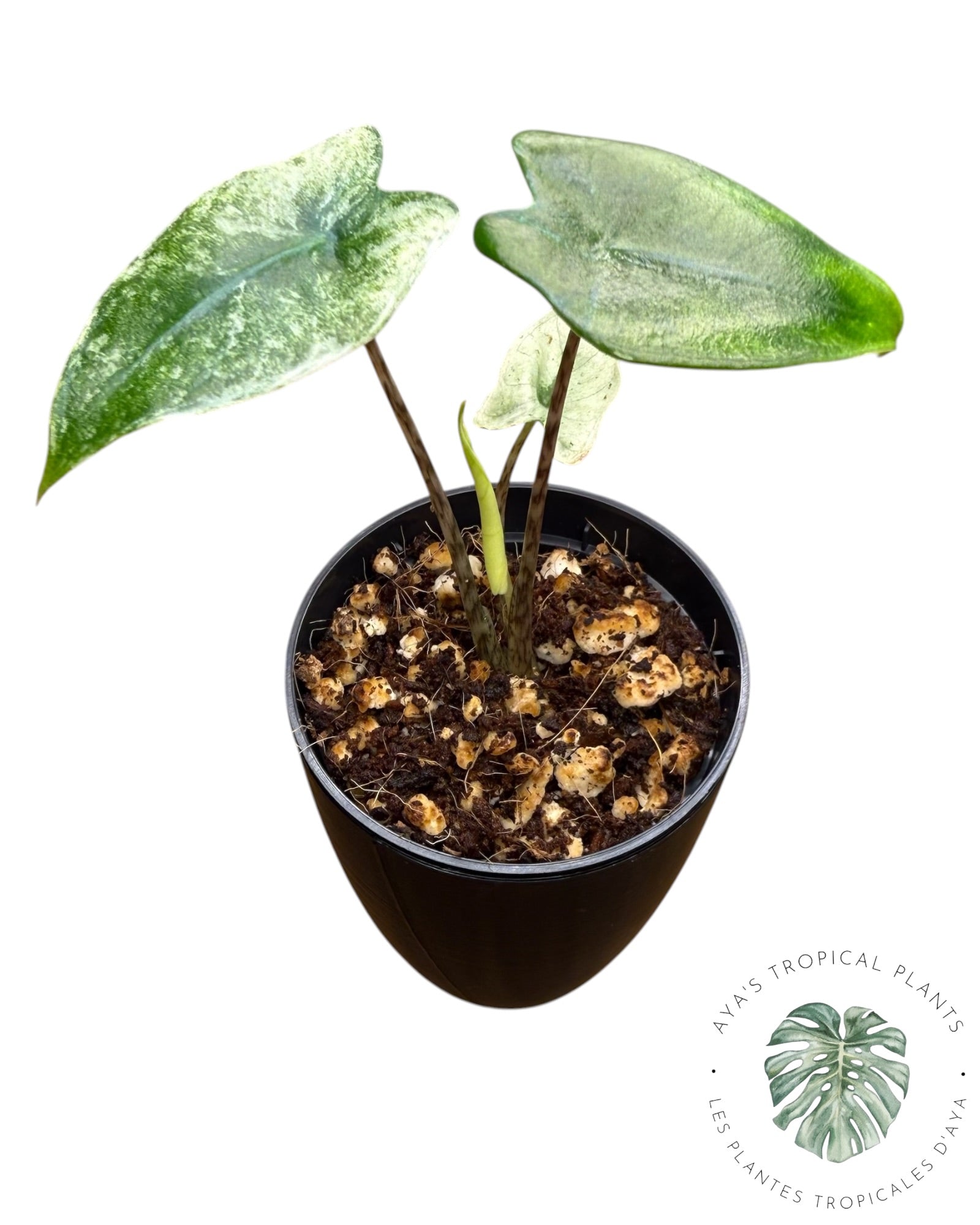 Alocasia Zebrina Mint