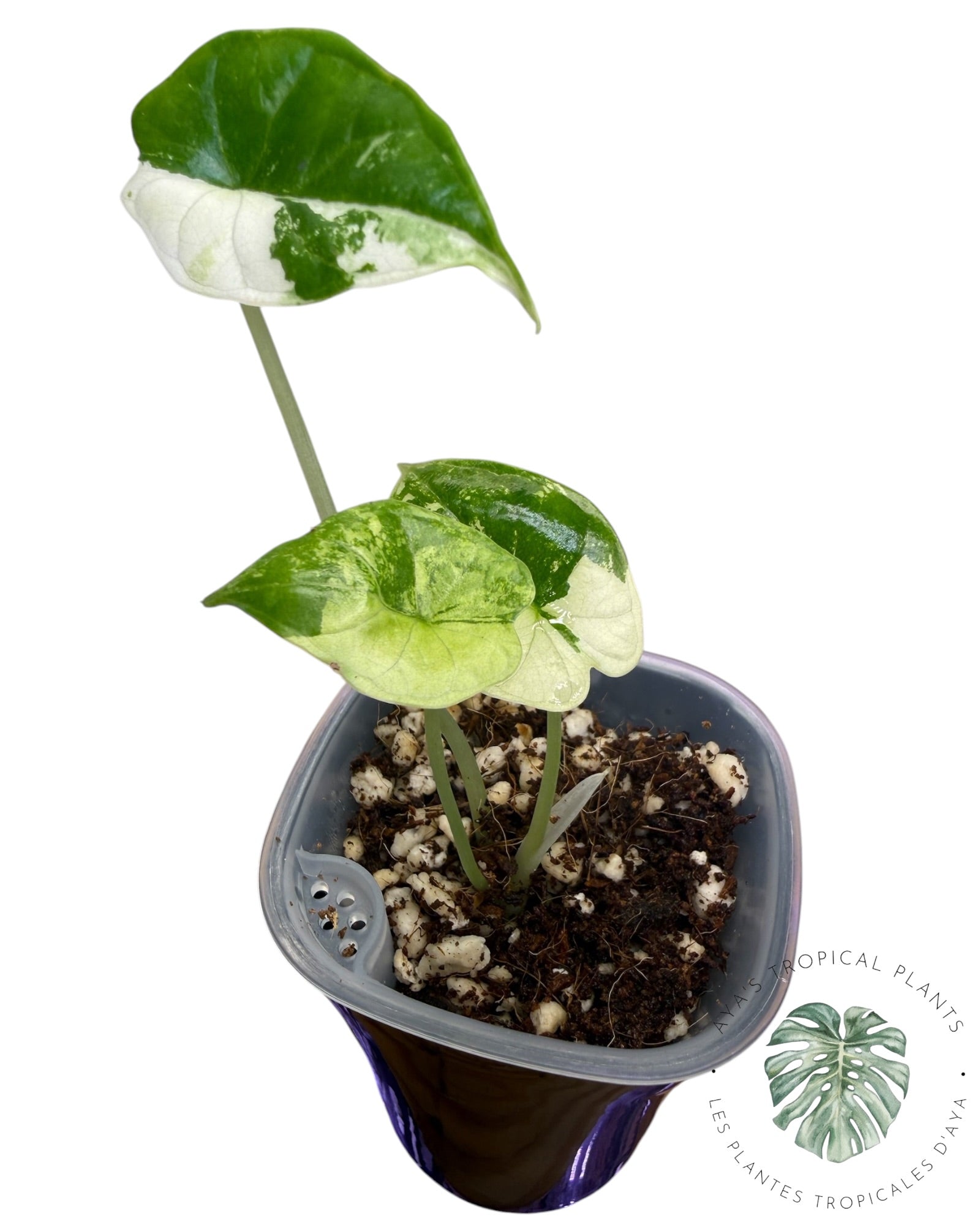 Alocasia Dragon Scale Albo
