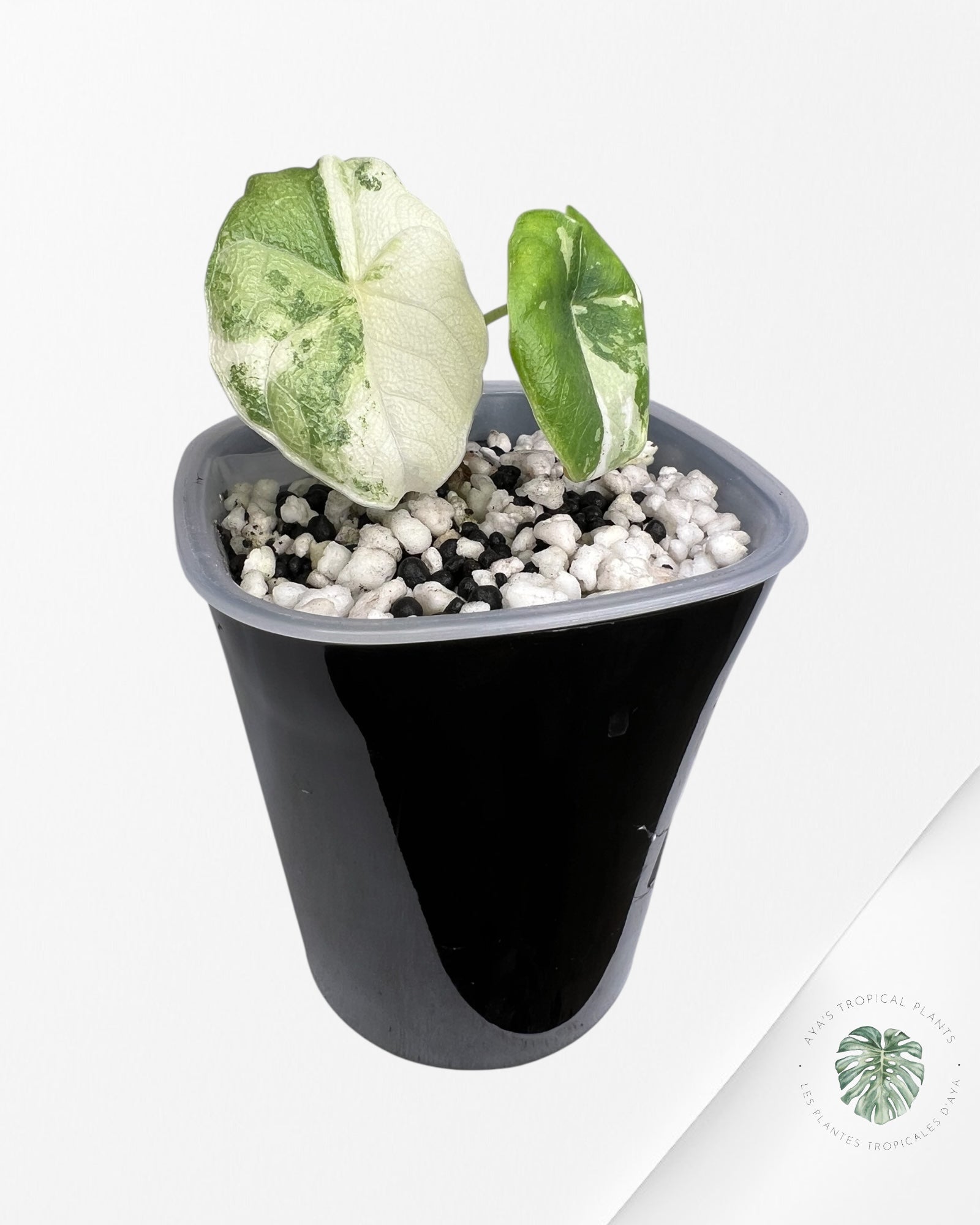 Alocasia Melo Albo Variegated