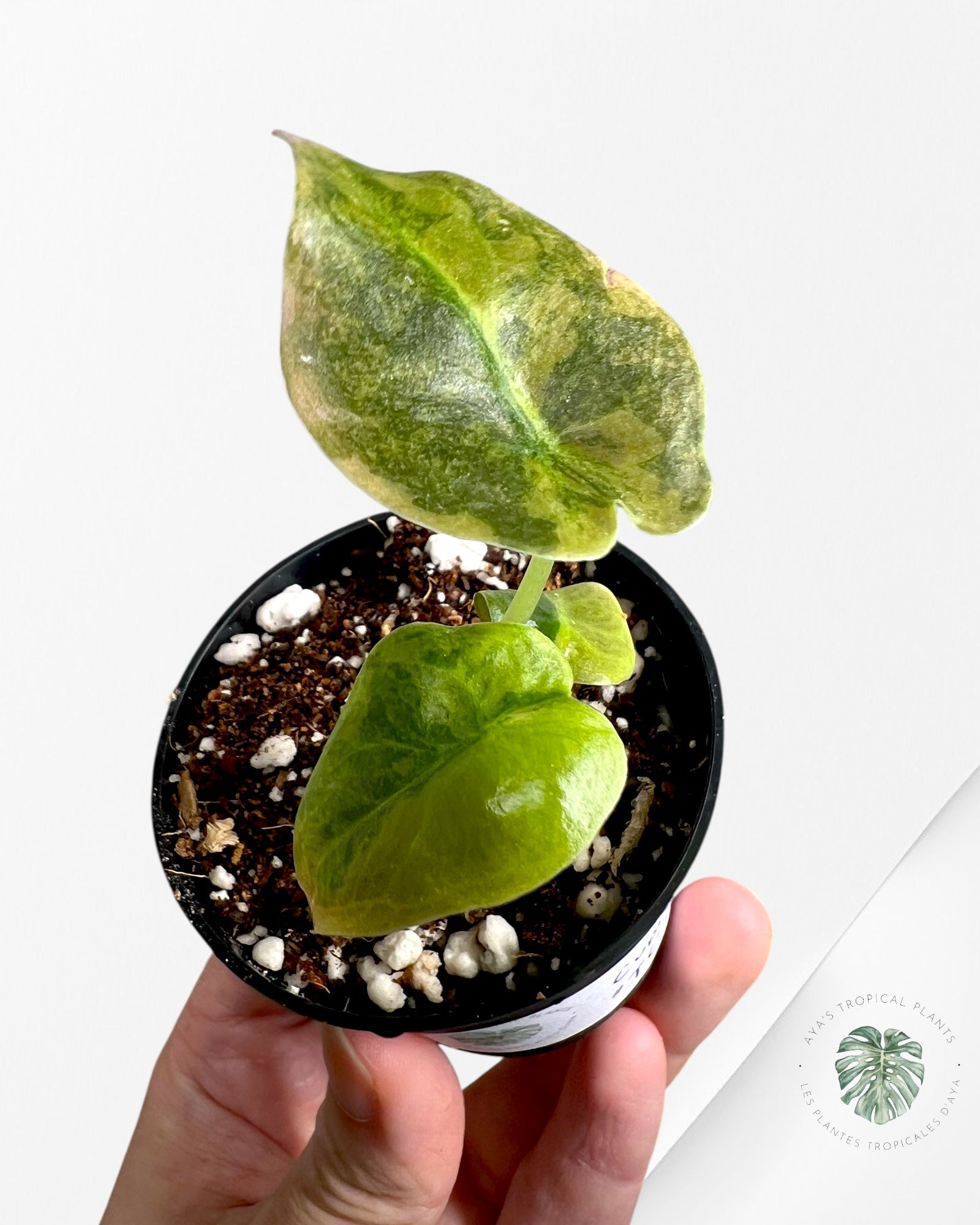 Alocasia Cuprea Panaché (Aurea) - TC5