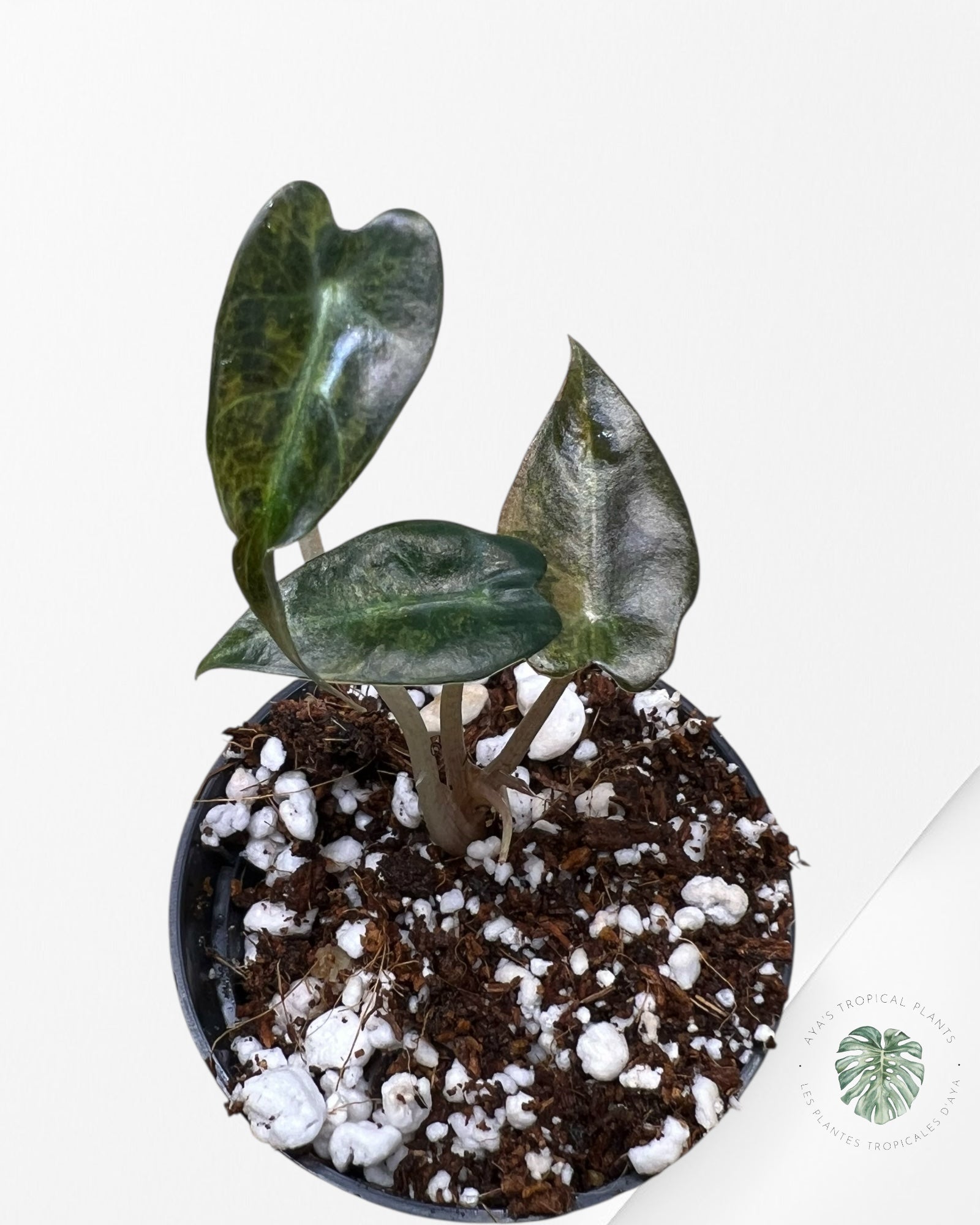 Alocasia Bambino Variegated (Aurea) - TC15