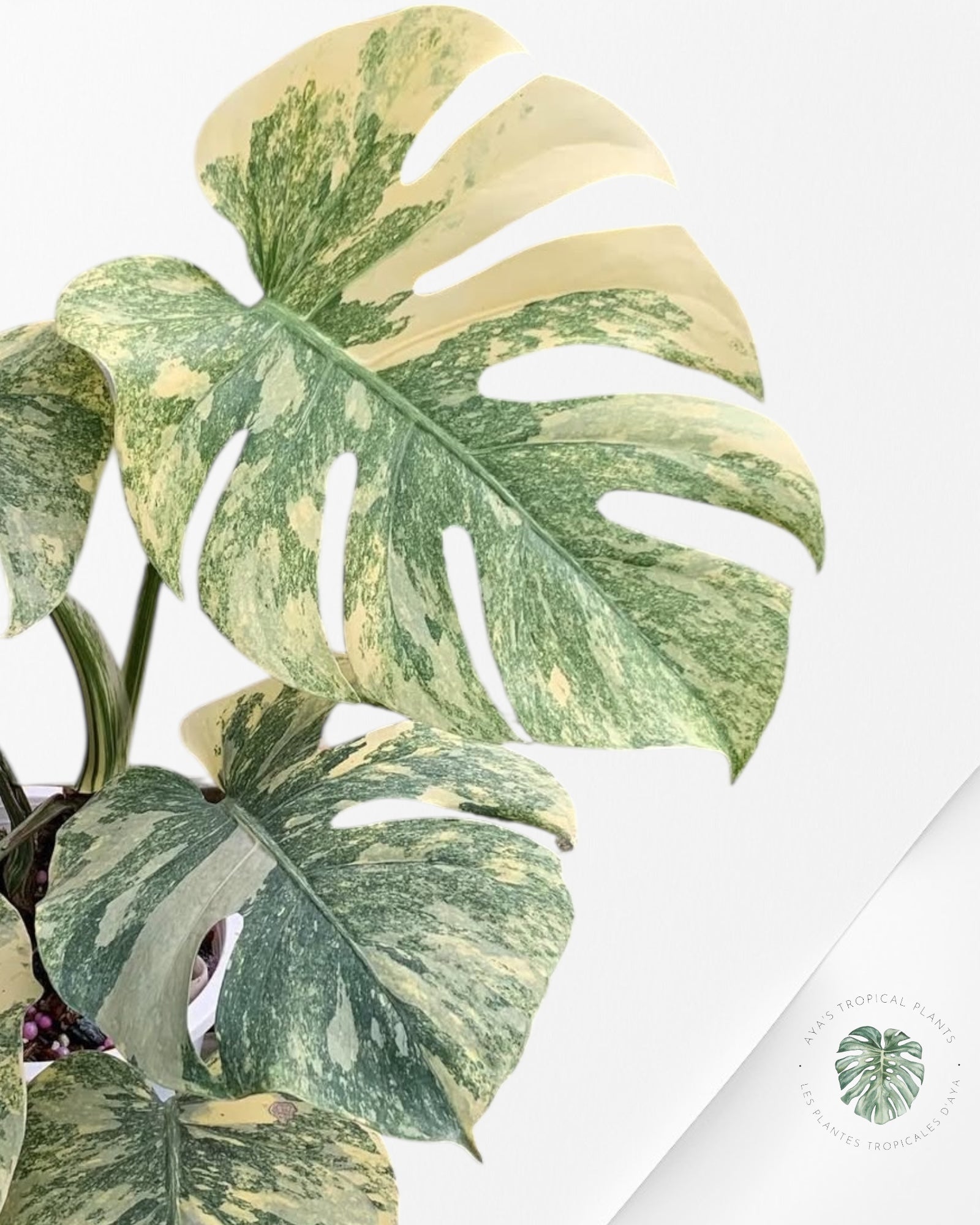 Monstera Green Snow - 0