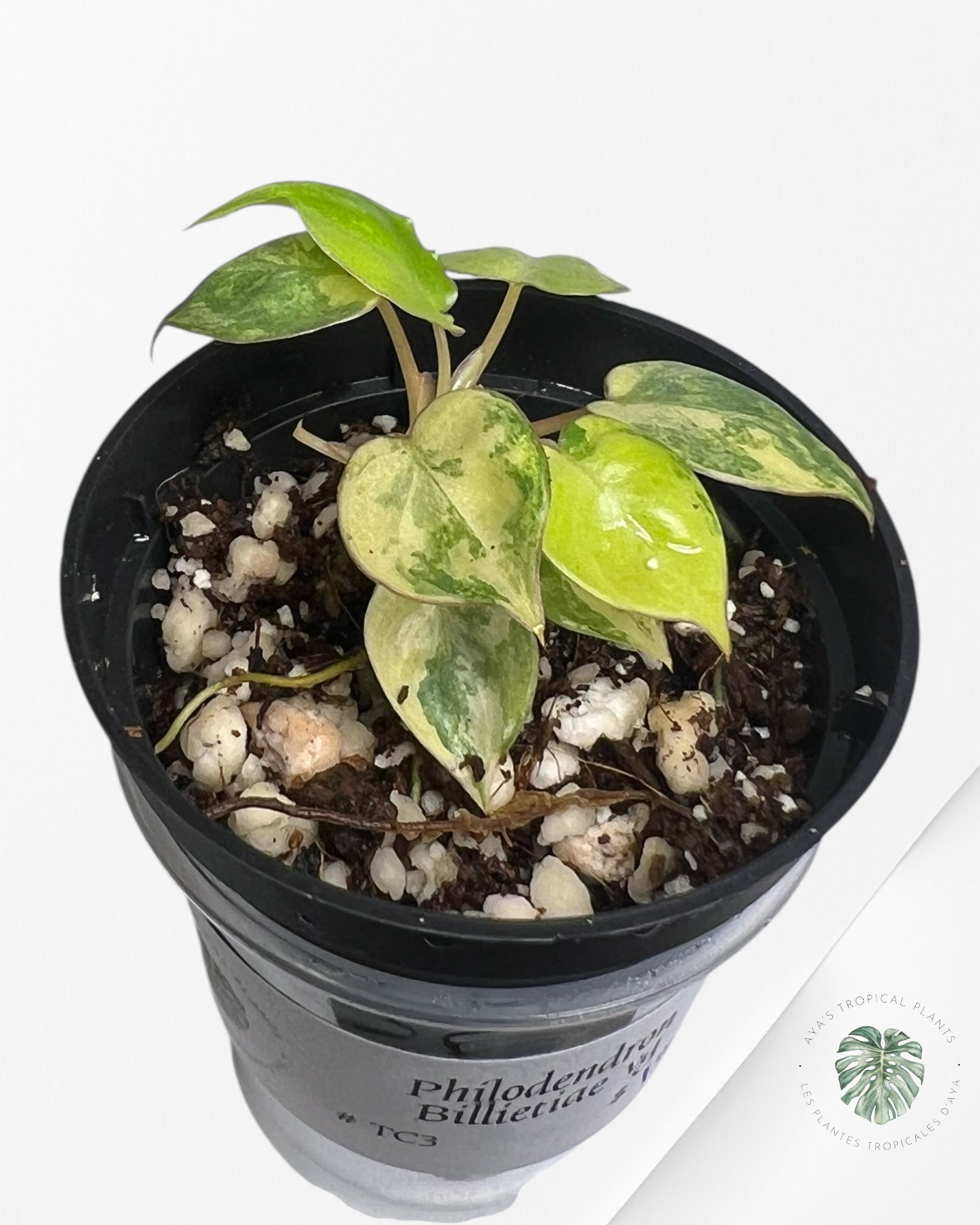 Philodendron Billietiae Variegated - TC3