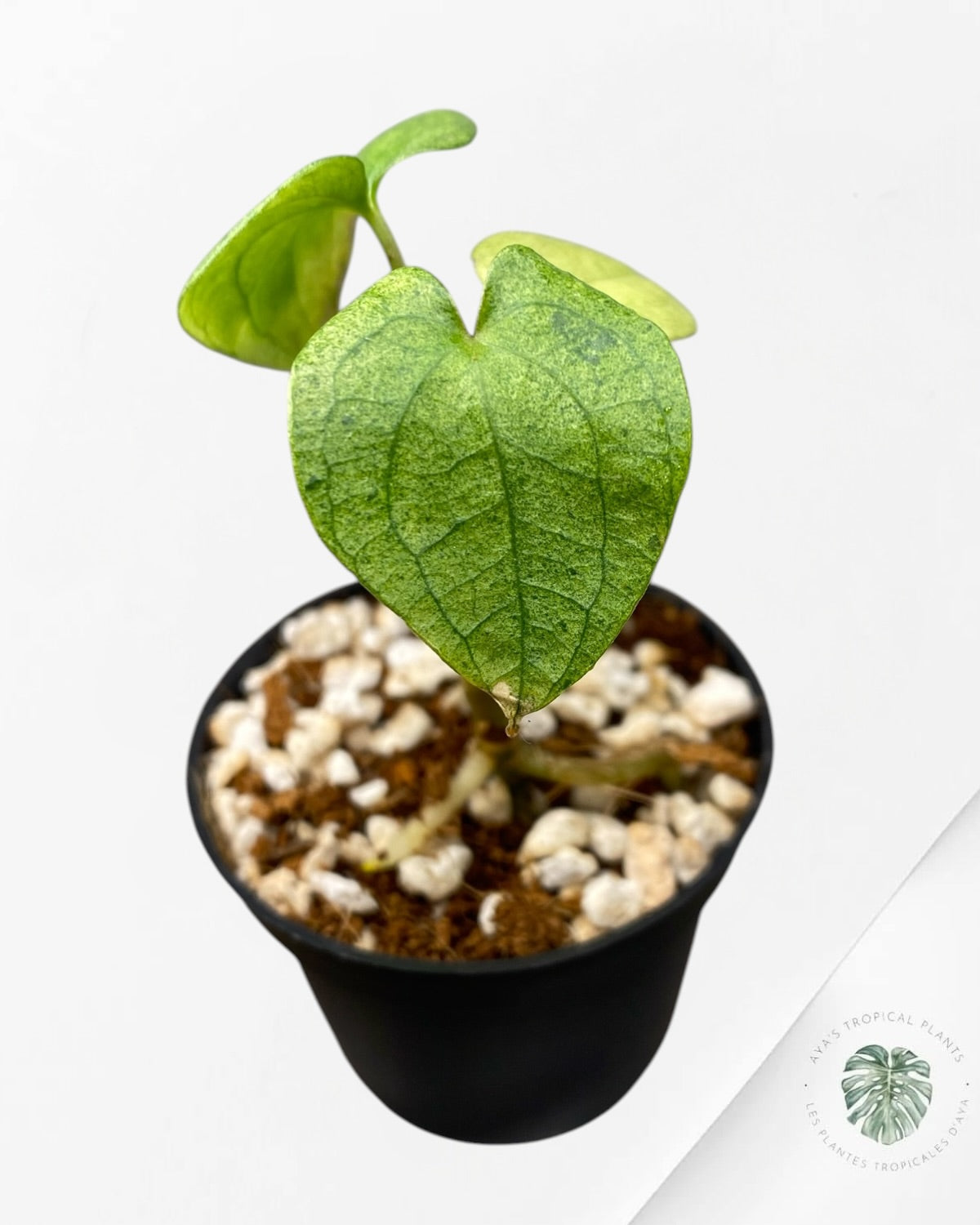 Anthurium Dark Phoenix Variegated