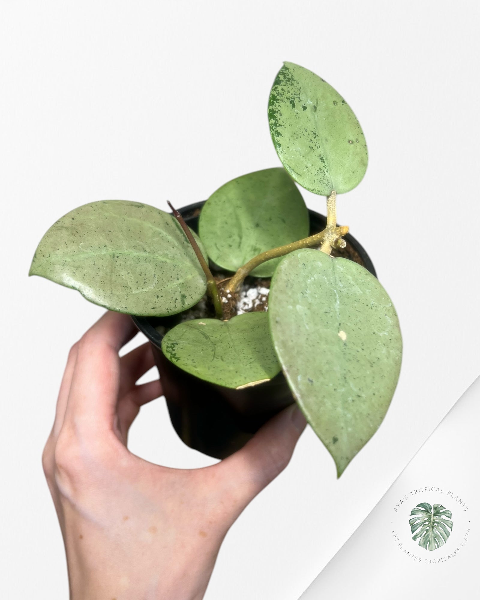 Hoya verticillata 'Silver Heart' - T5
