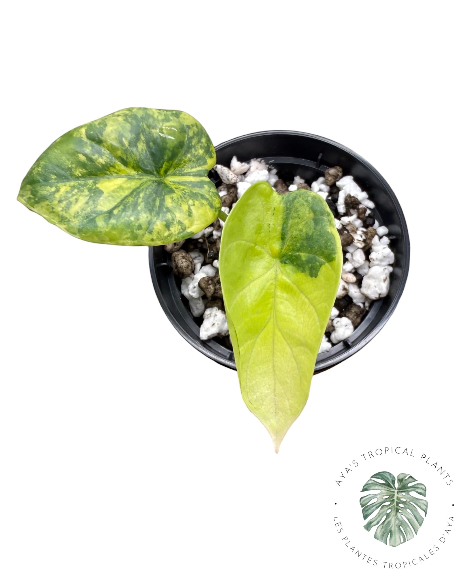 Alocasia Silver Dragon Aurea panaché