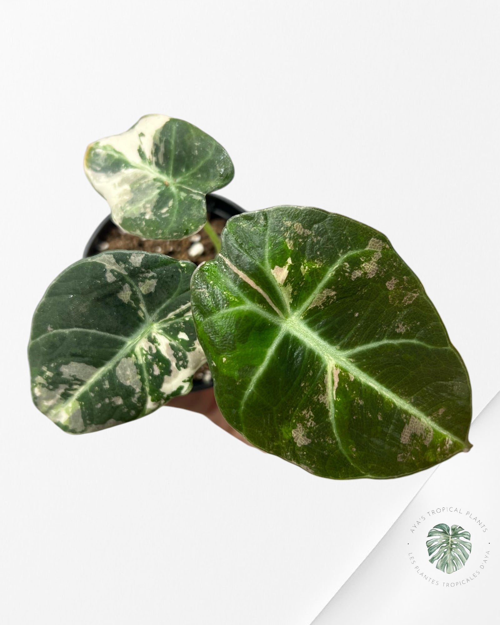 Alocasia Black Velvet Pink - P5