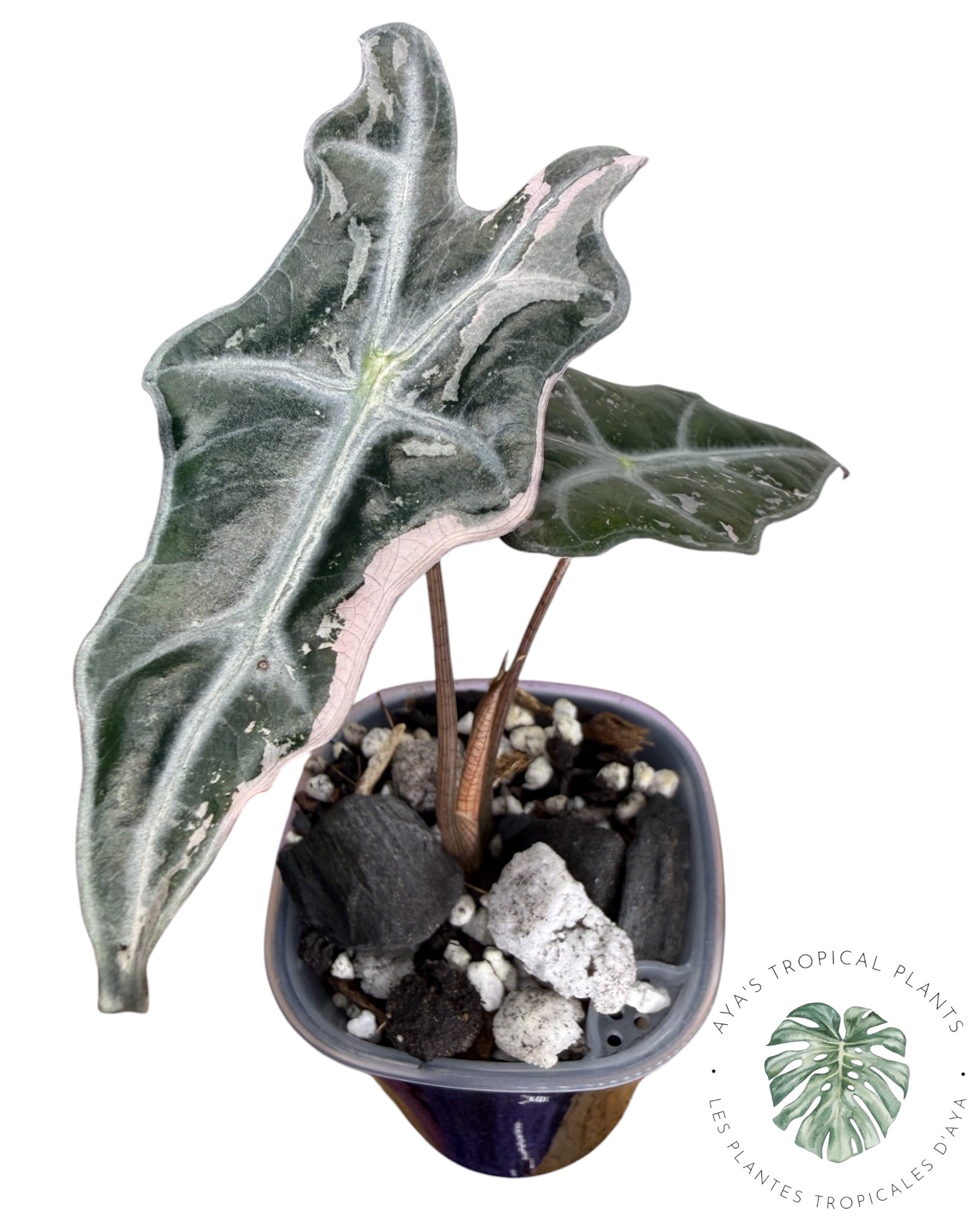 Alocasia Nobilis Pink Variegated