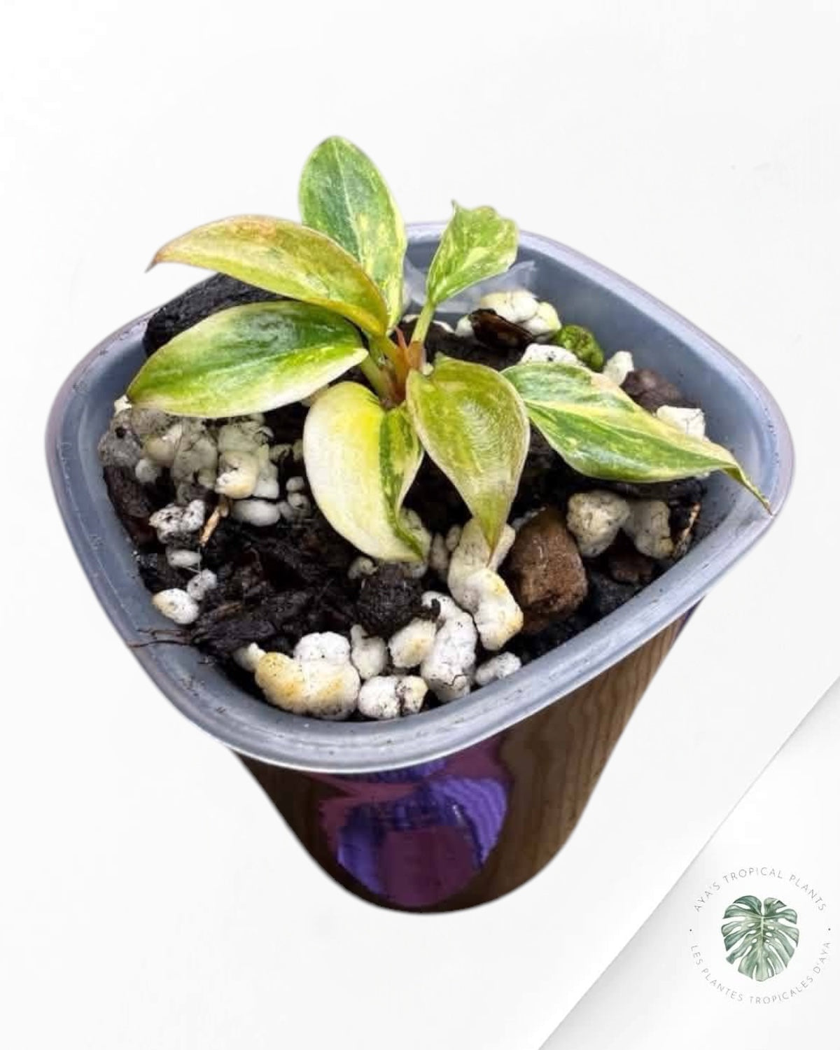Philodendron Caramel Fire Tiger