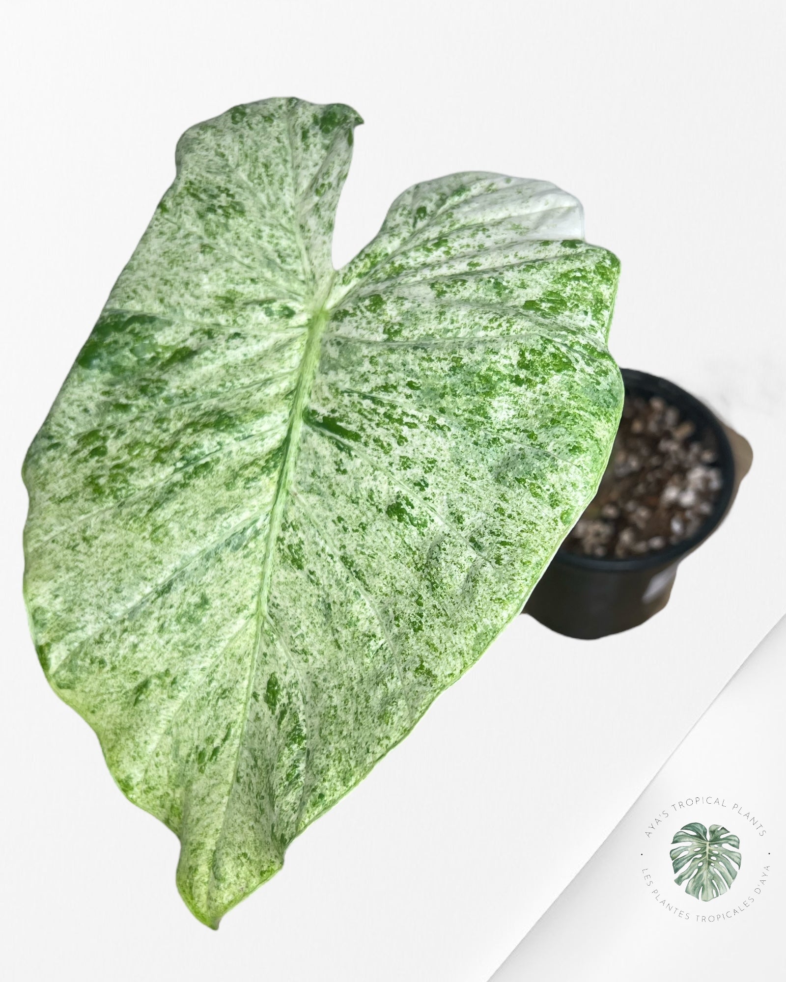 Alocasia Macrorrhiza Splash -SPD