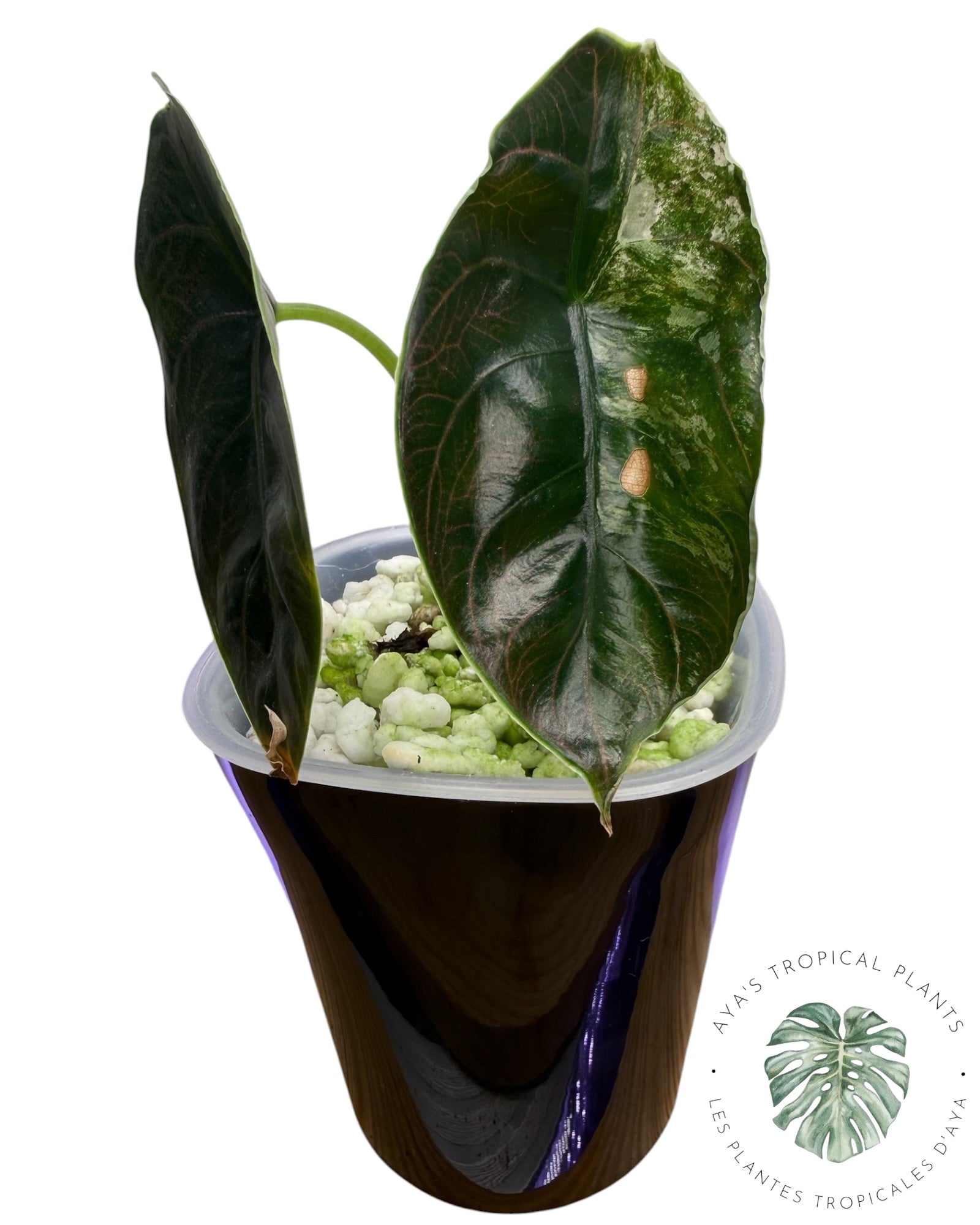 Alocasia Azlanii Pink Variegated