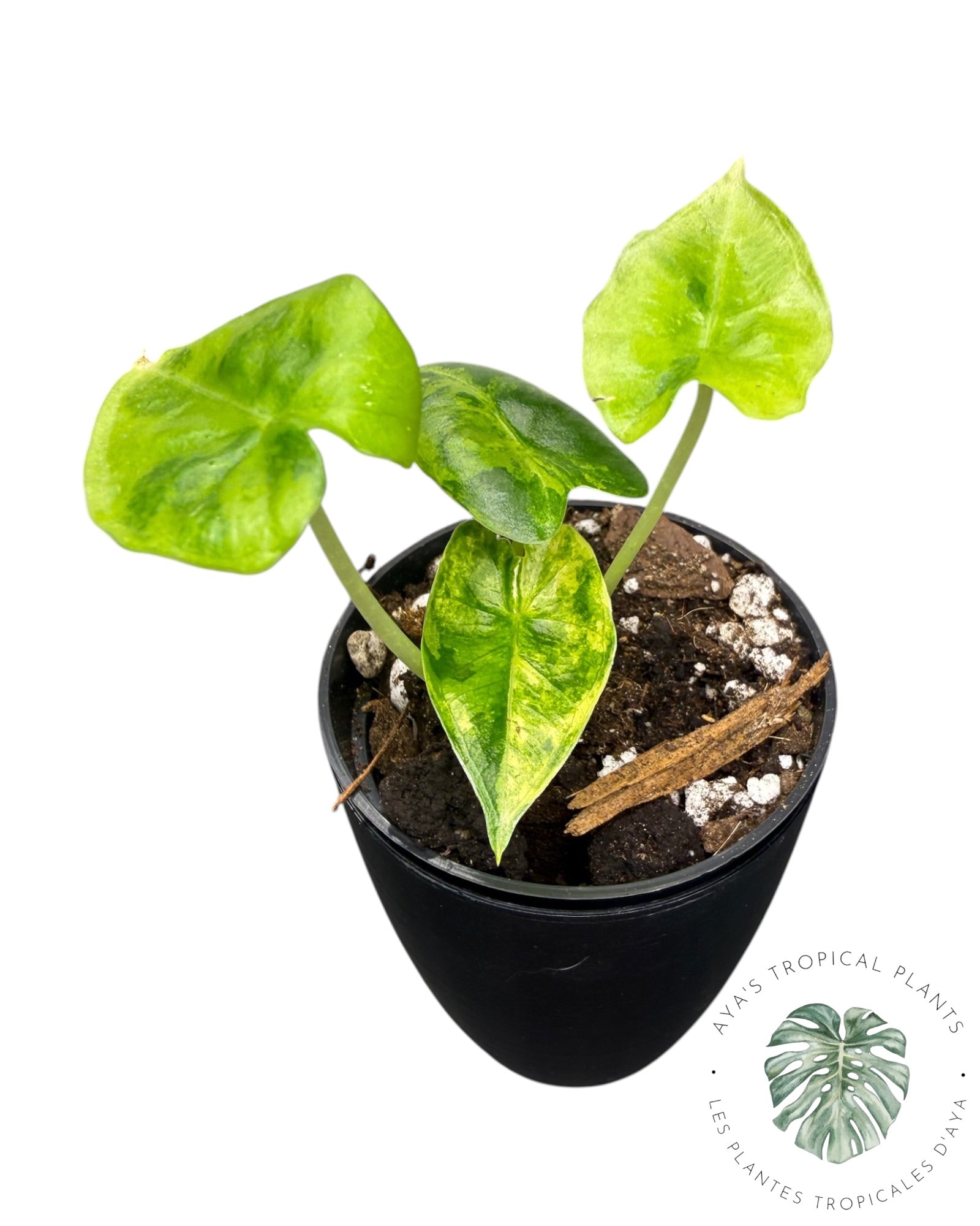 Alocasia Frydek Aurea Panaché