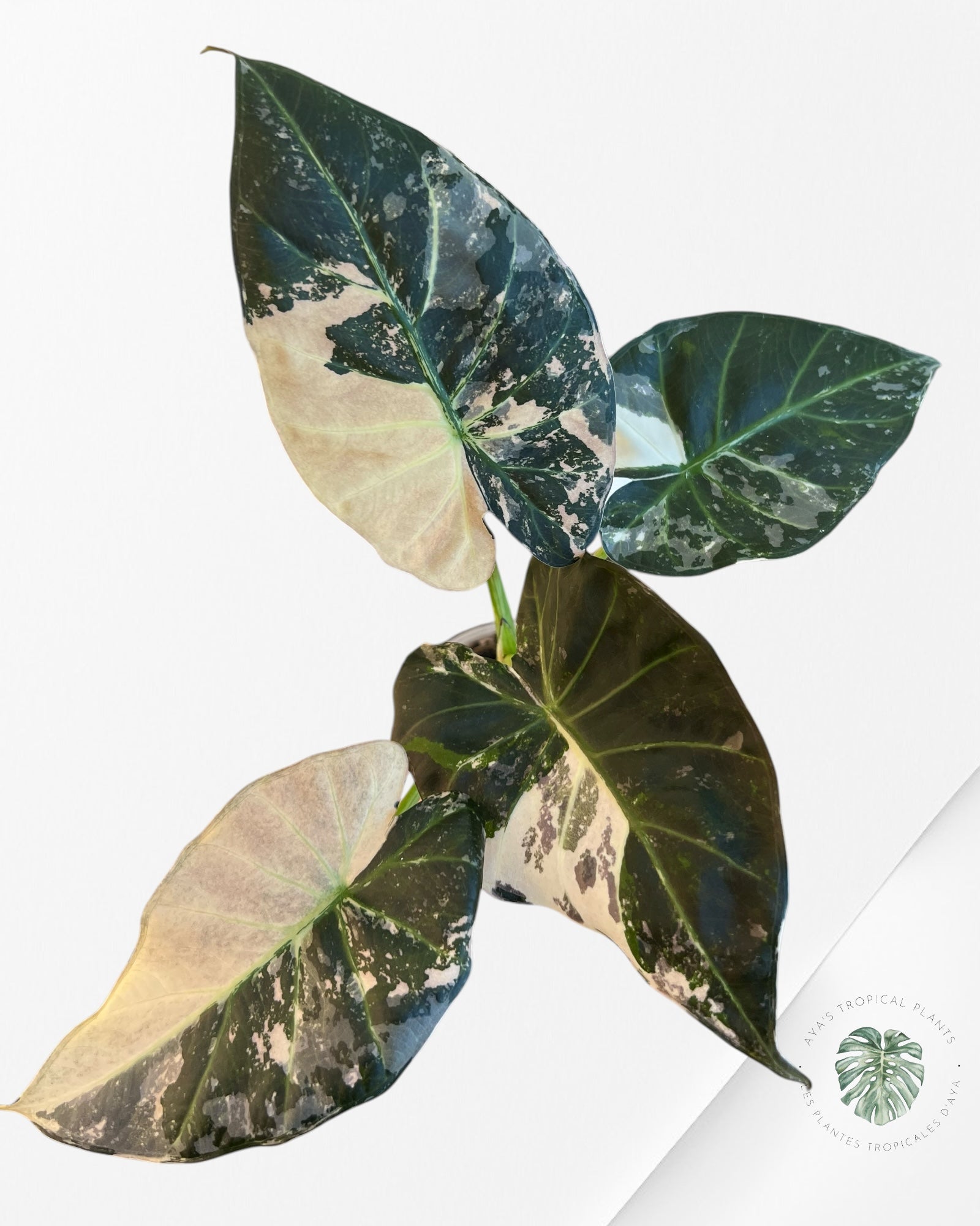 Alocasia Regal Shield Albo - 2