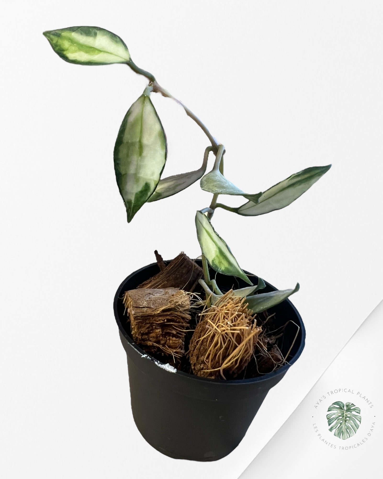 Hoya Lacunosa Variagated - P21