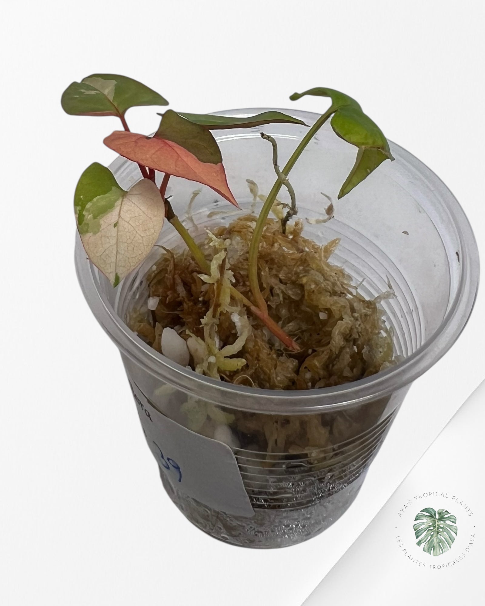 Fallopia multiflora Variegated - 27